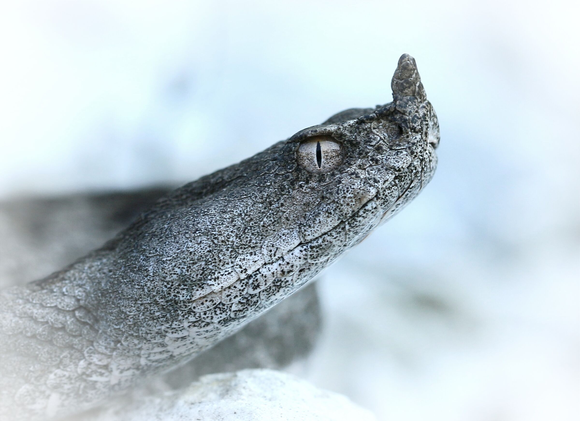 Female