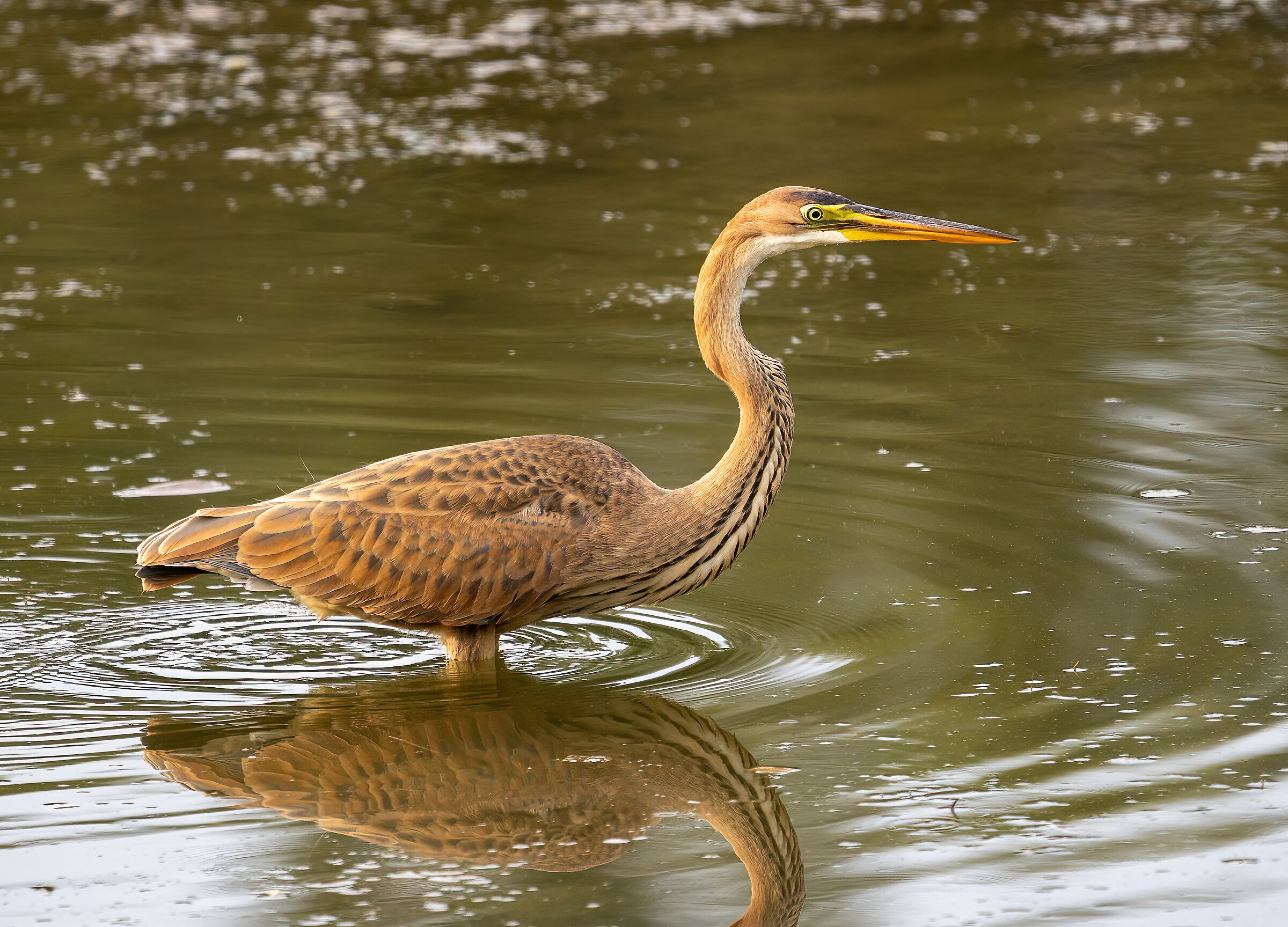 Ardea Purpurea