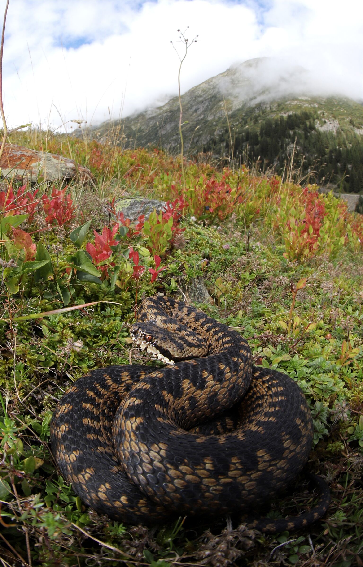 Female