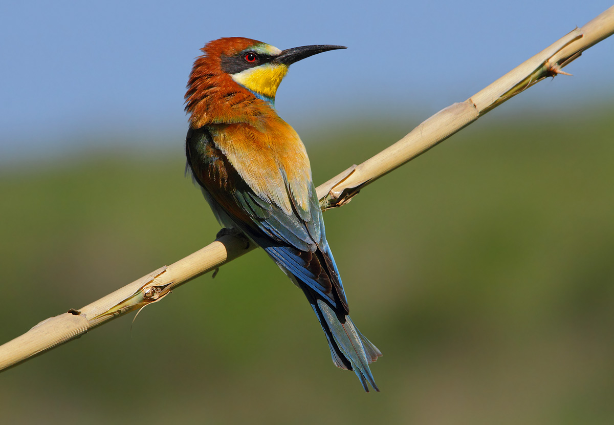 bee-eater