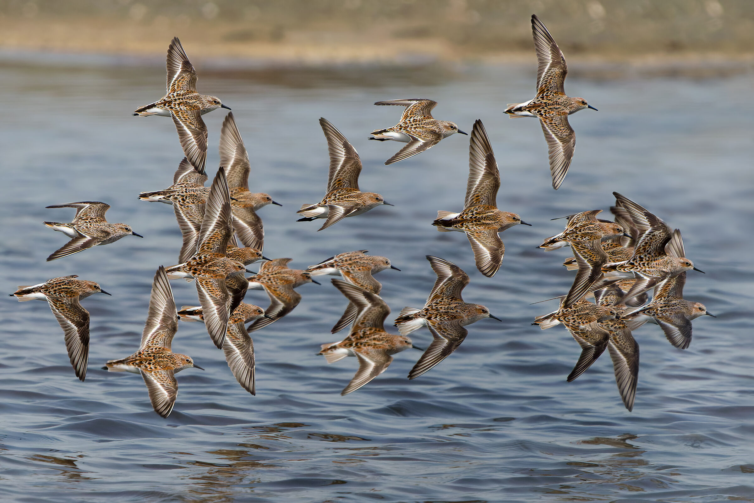 Gambecchi in migrazione primaverile