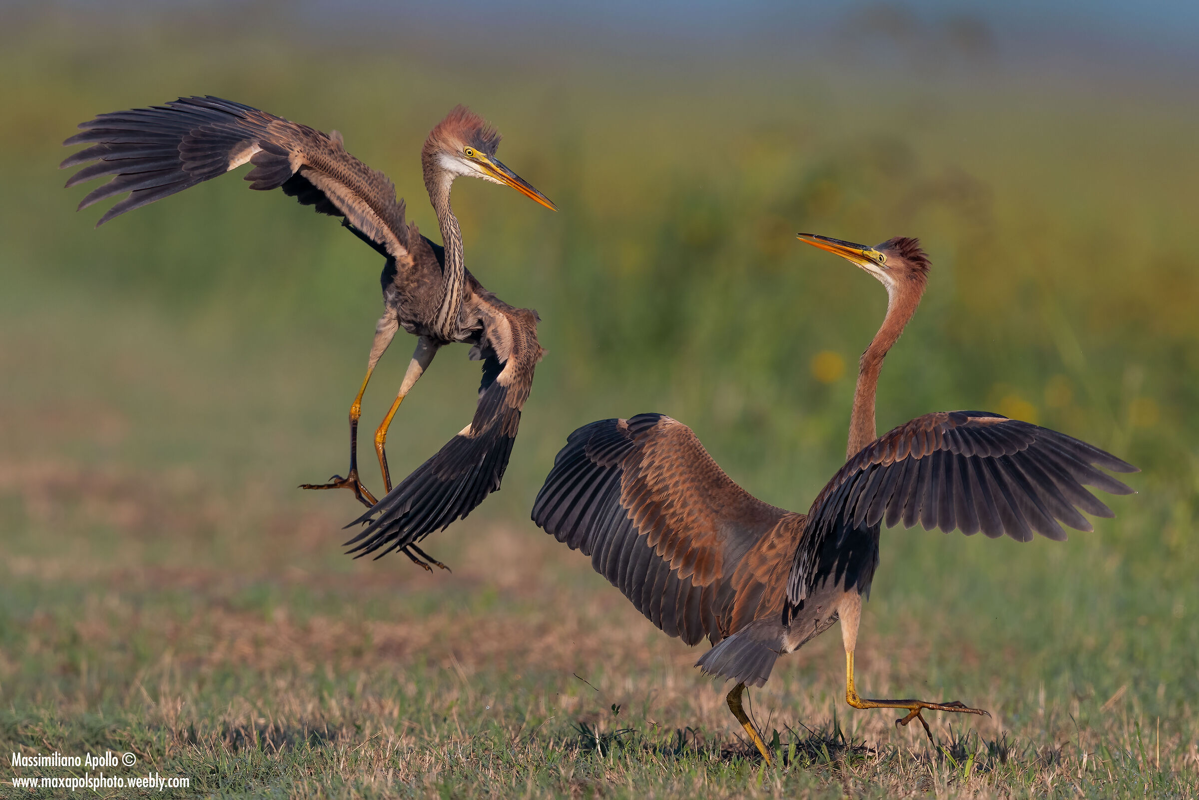 lotte territoriali giovanili...