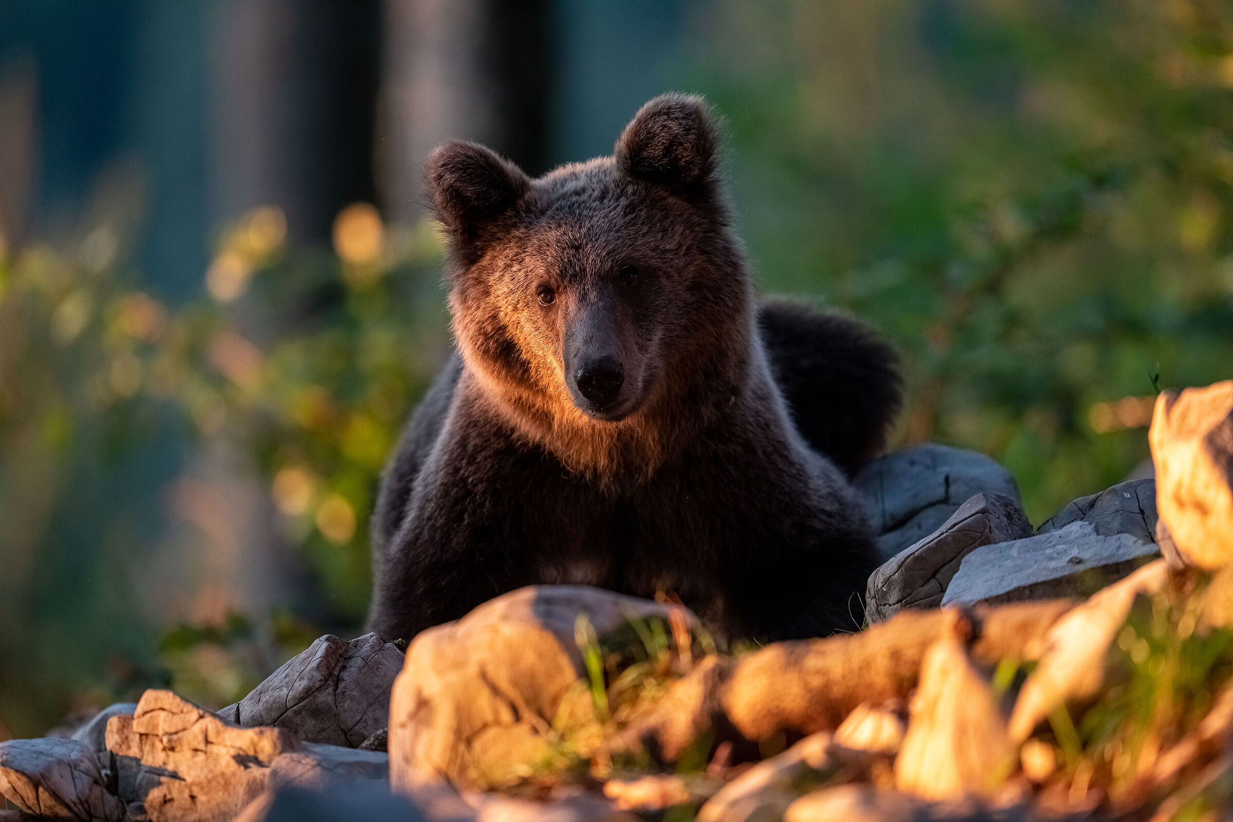 brown bear
