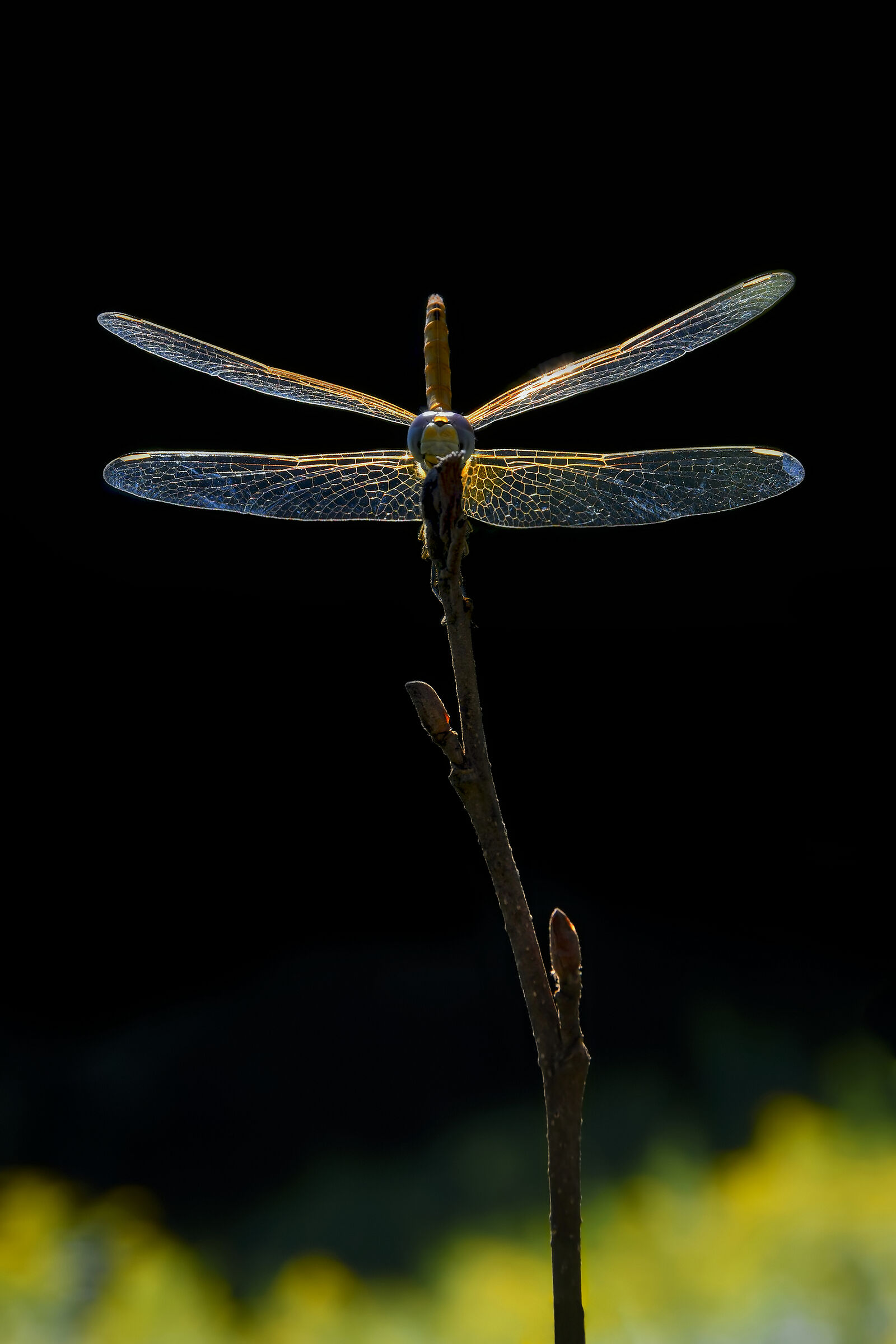 Biplane