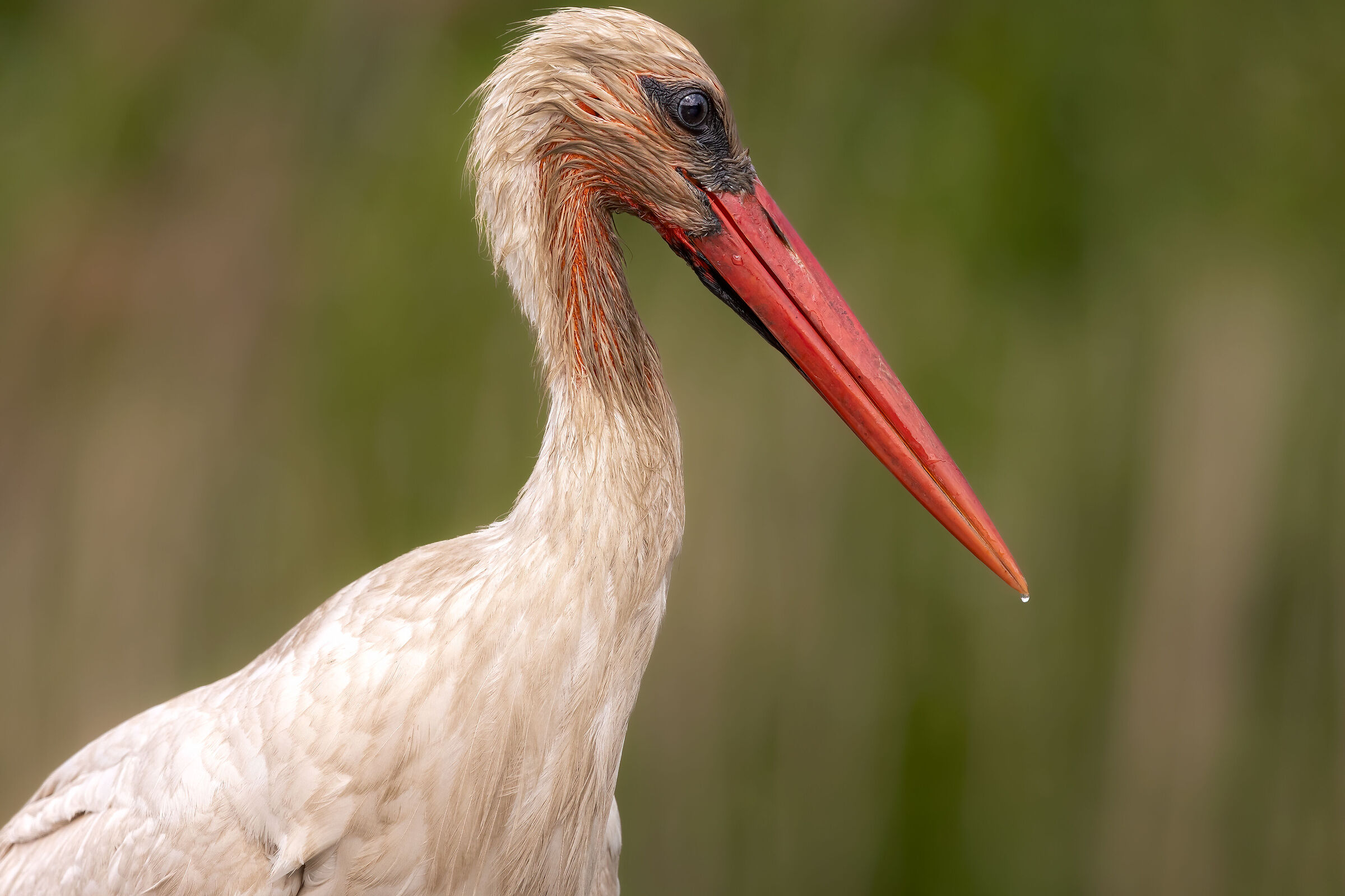 White stork portrait