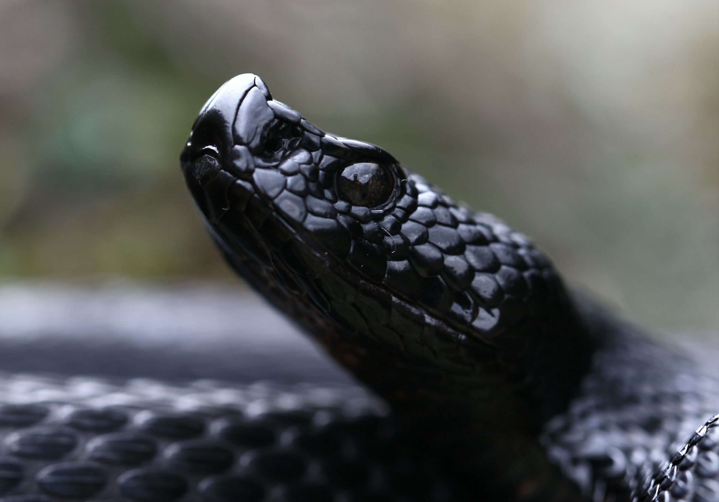 Male