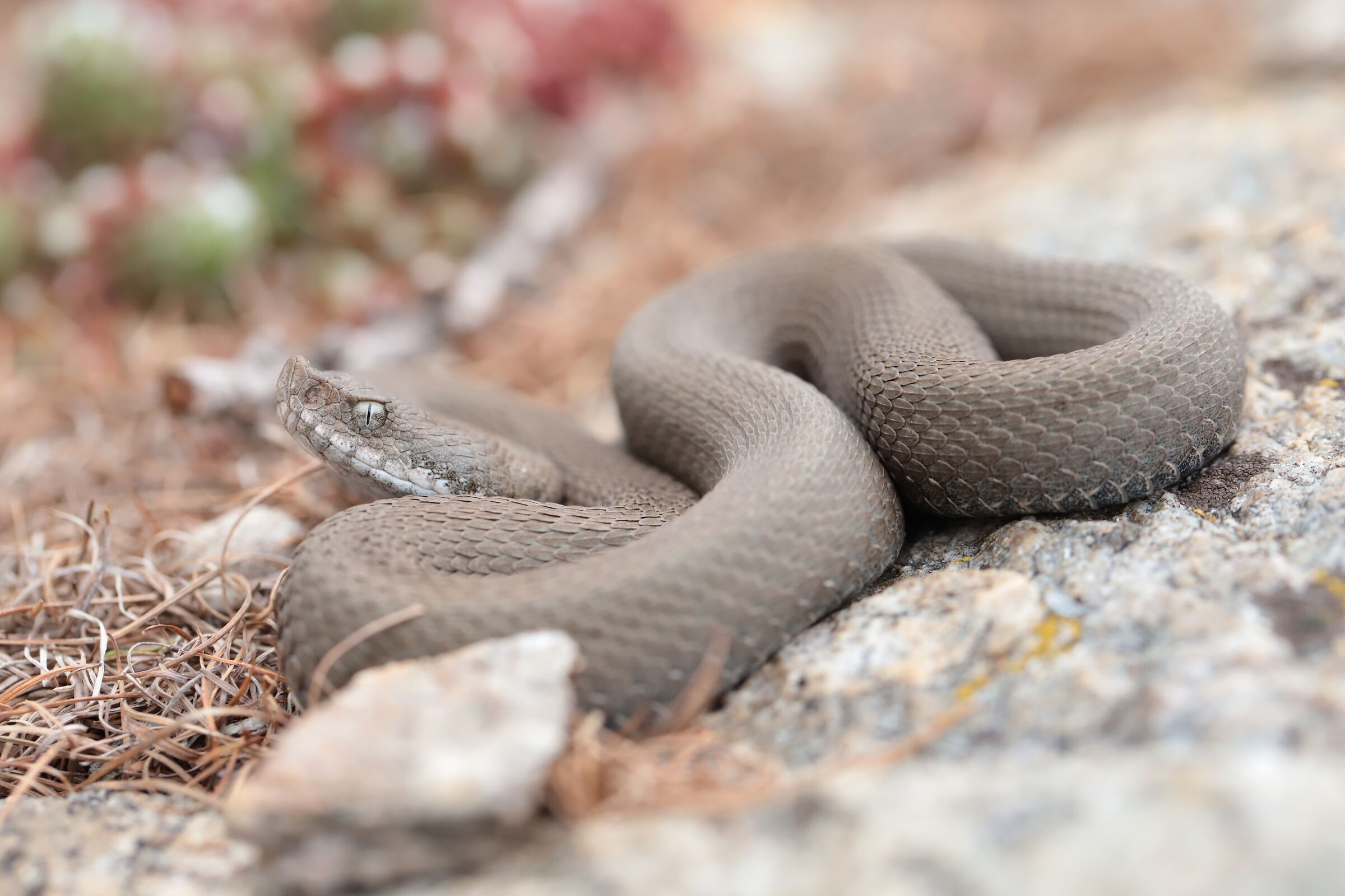 Female