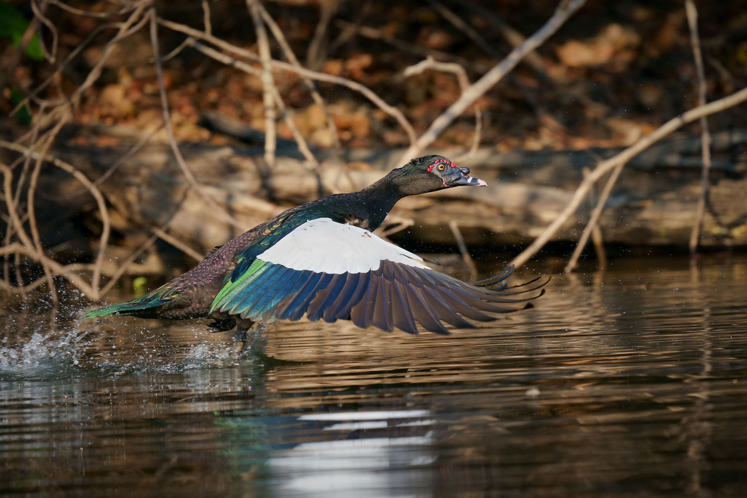 Muscovy Duck