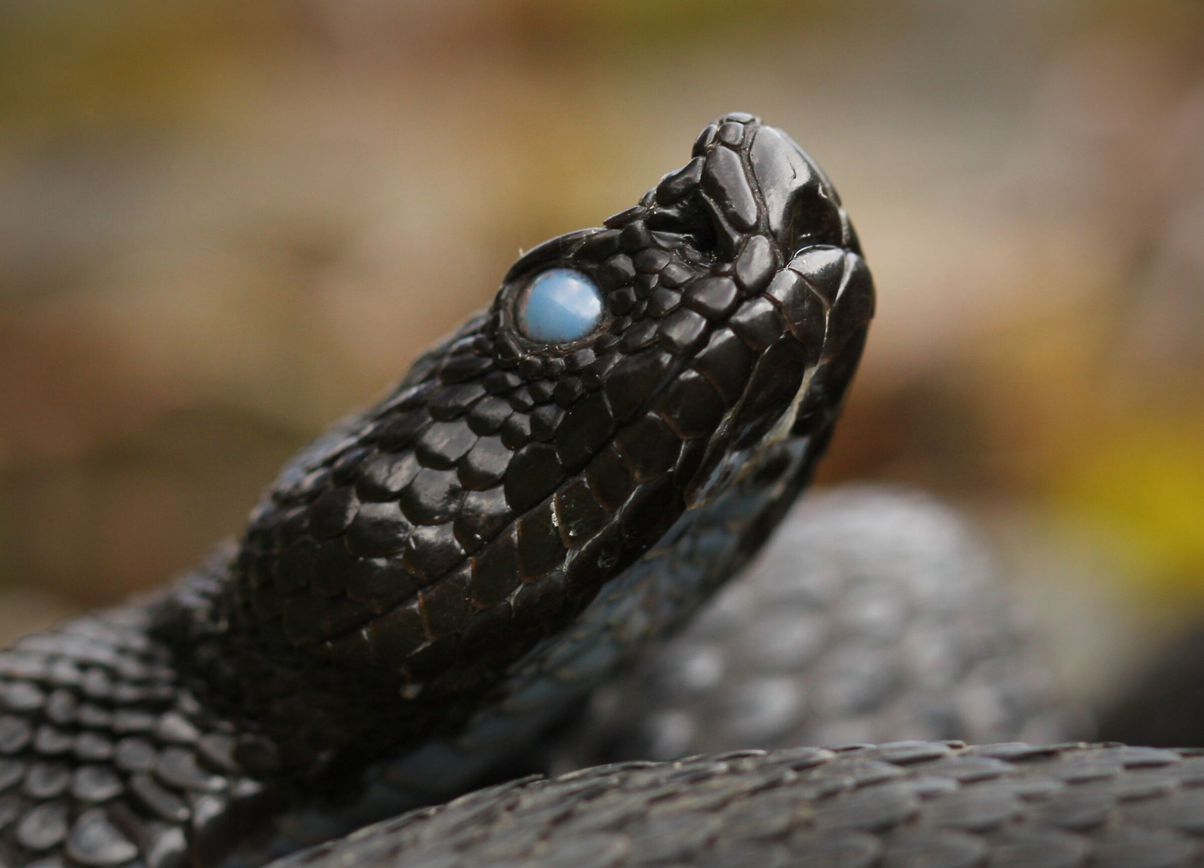 Male