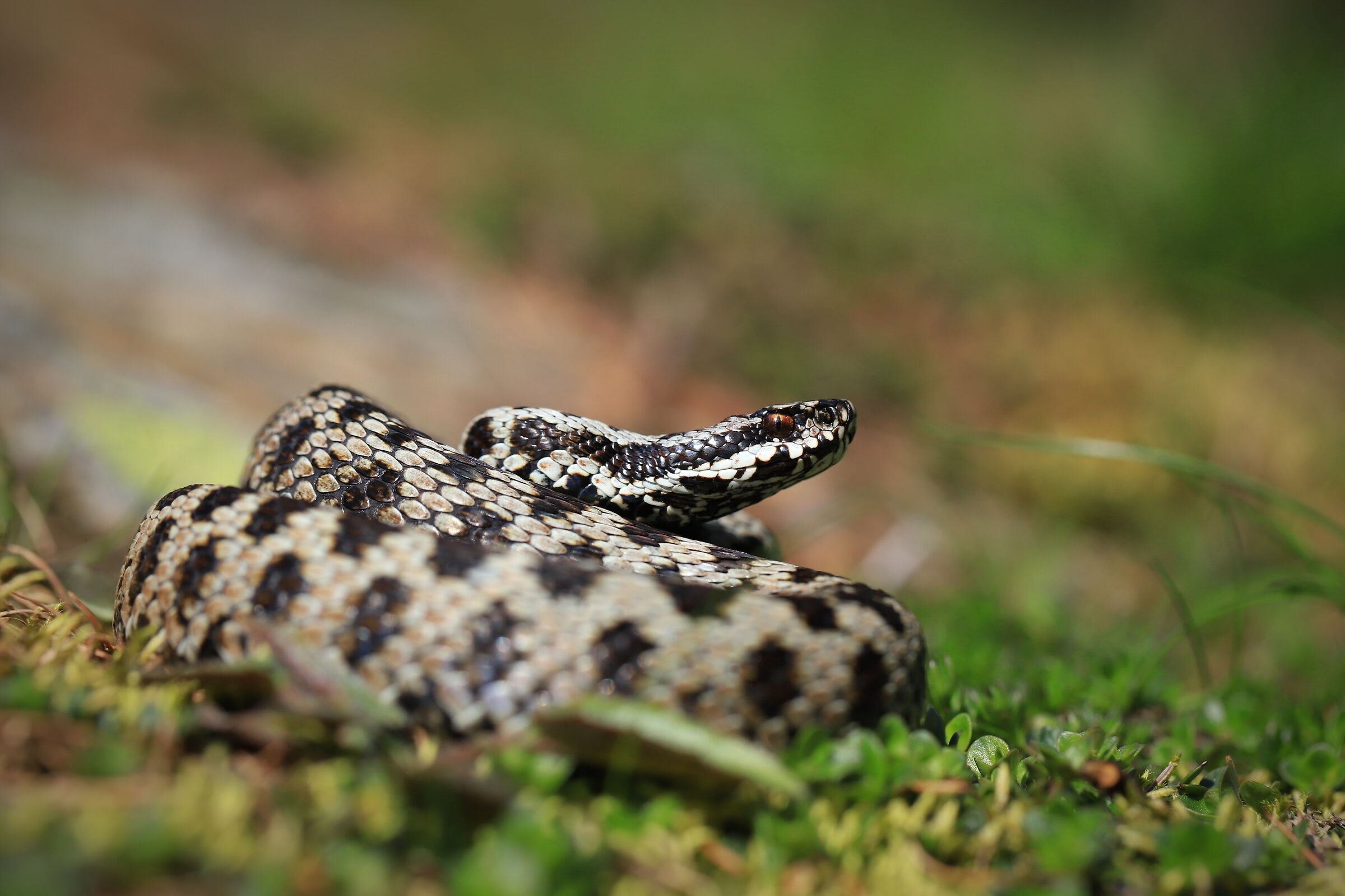 Male