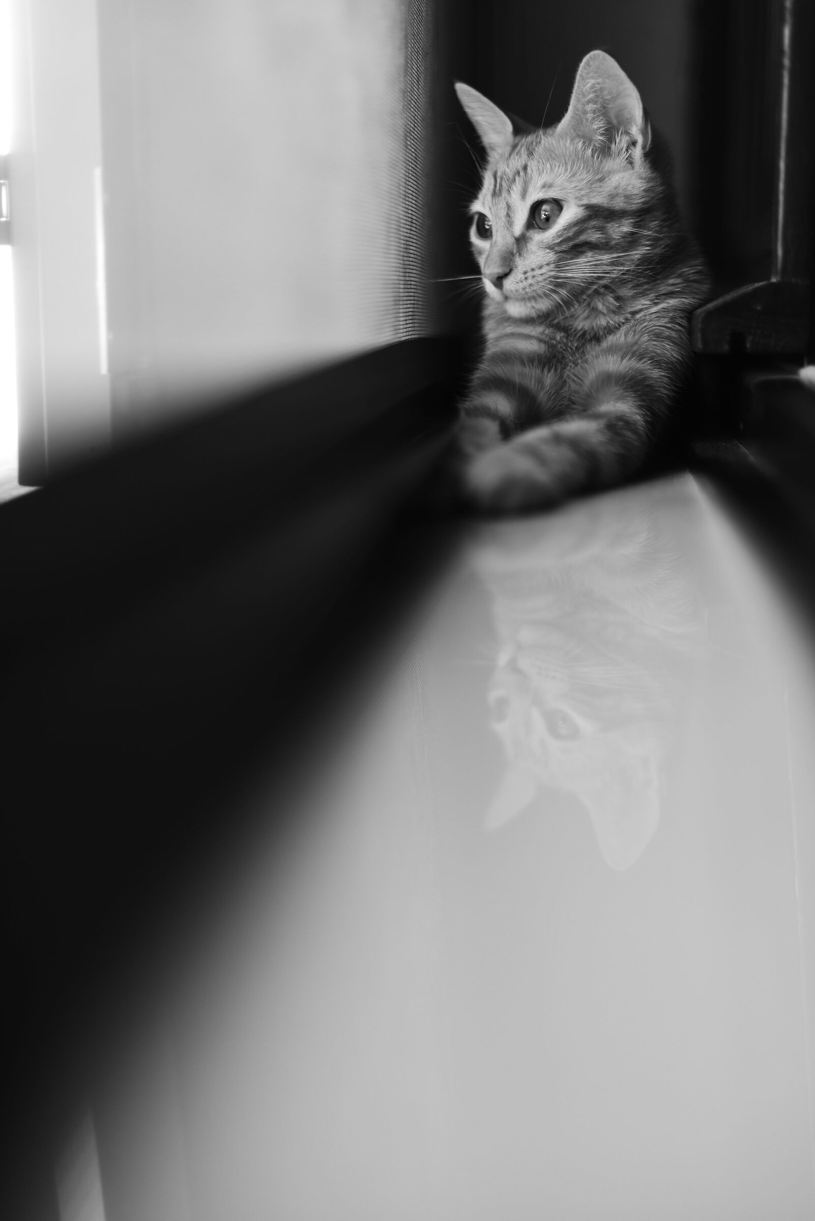 the observer