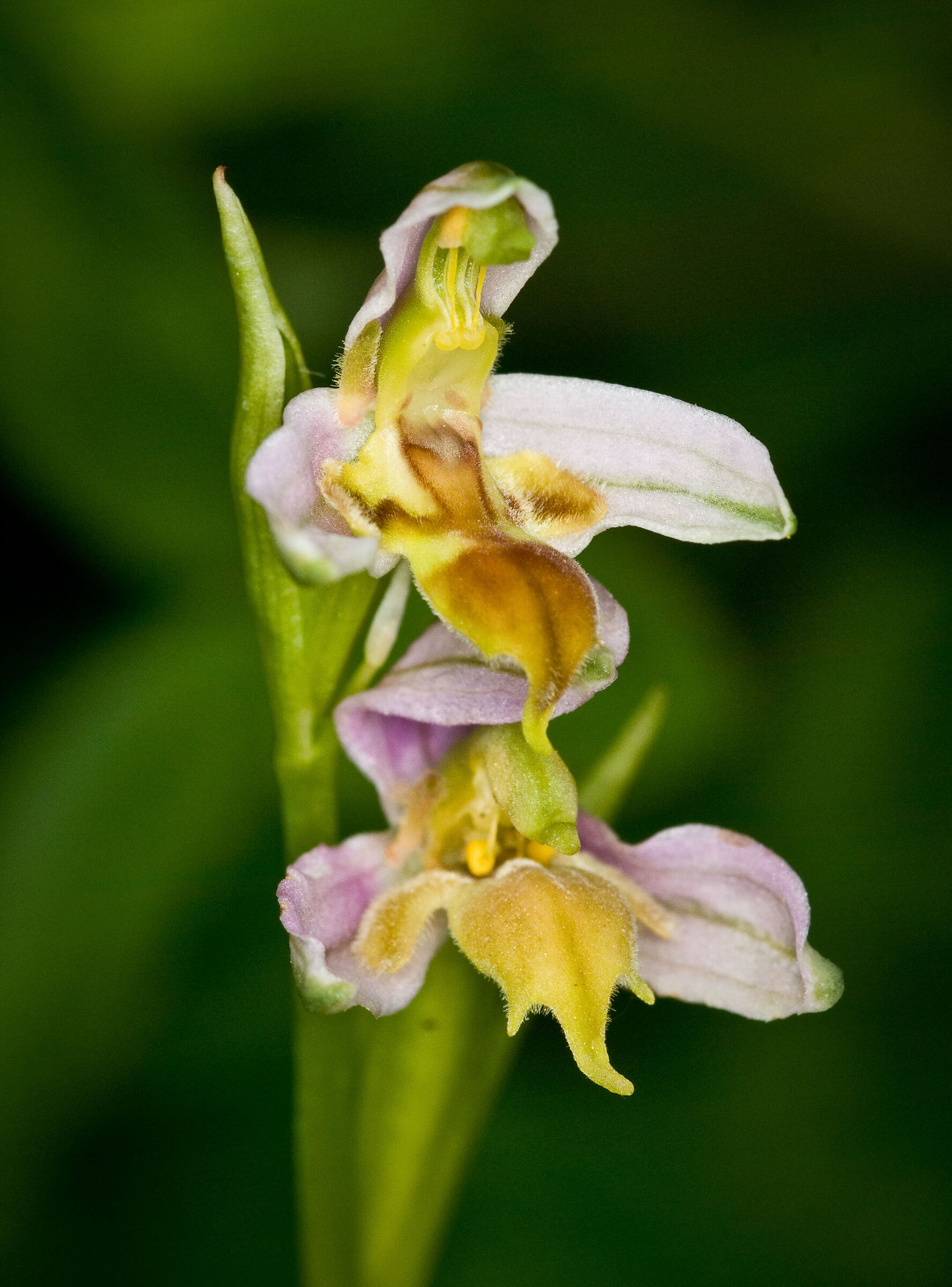 Ophrys apifera var trollii