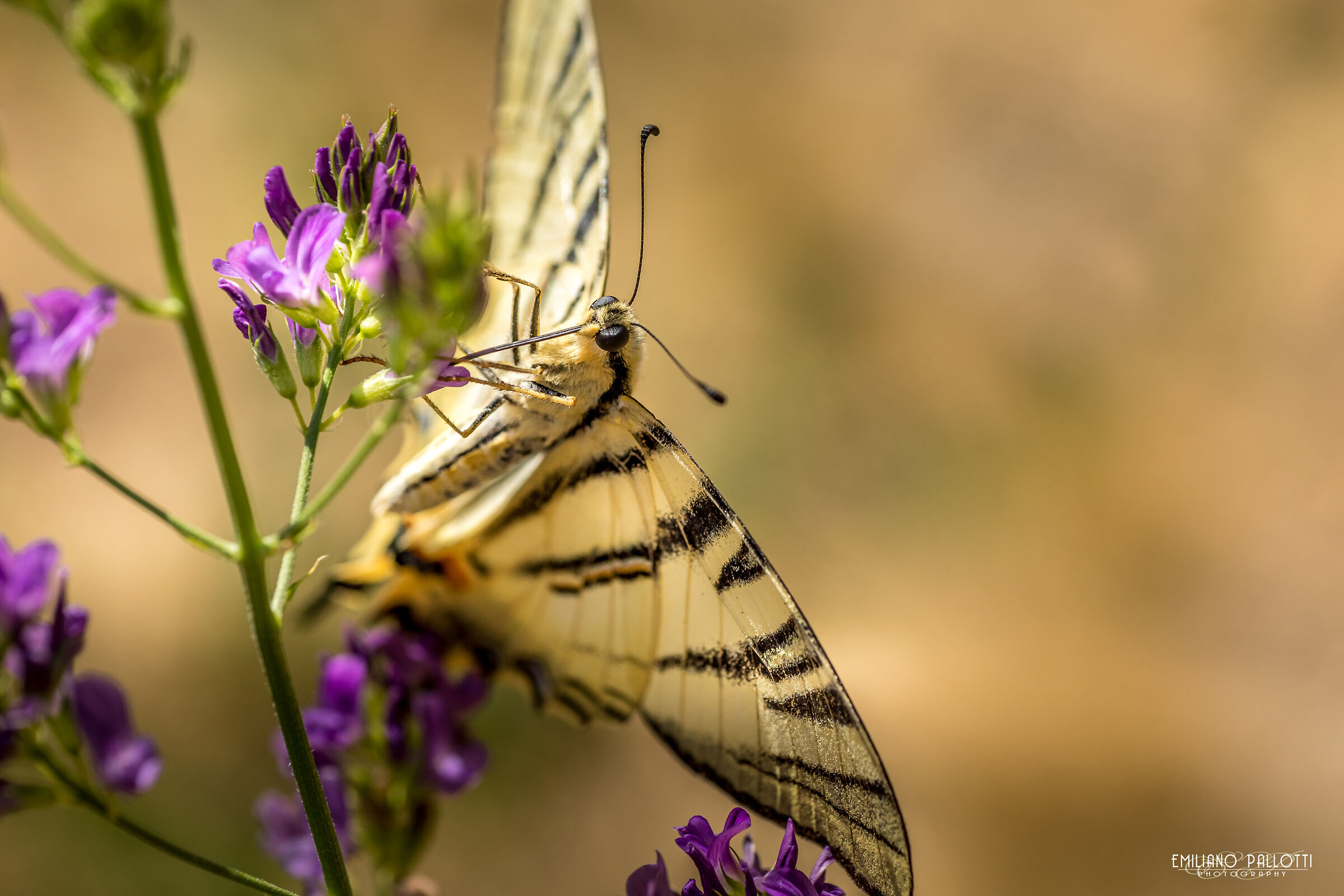 la cannuccia è di serie
