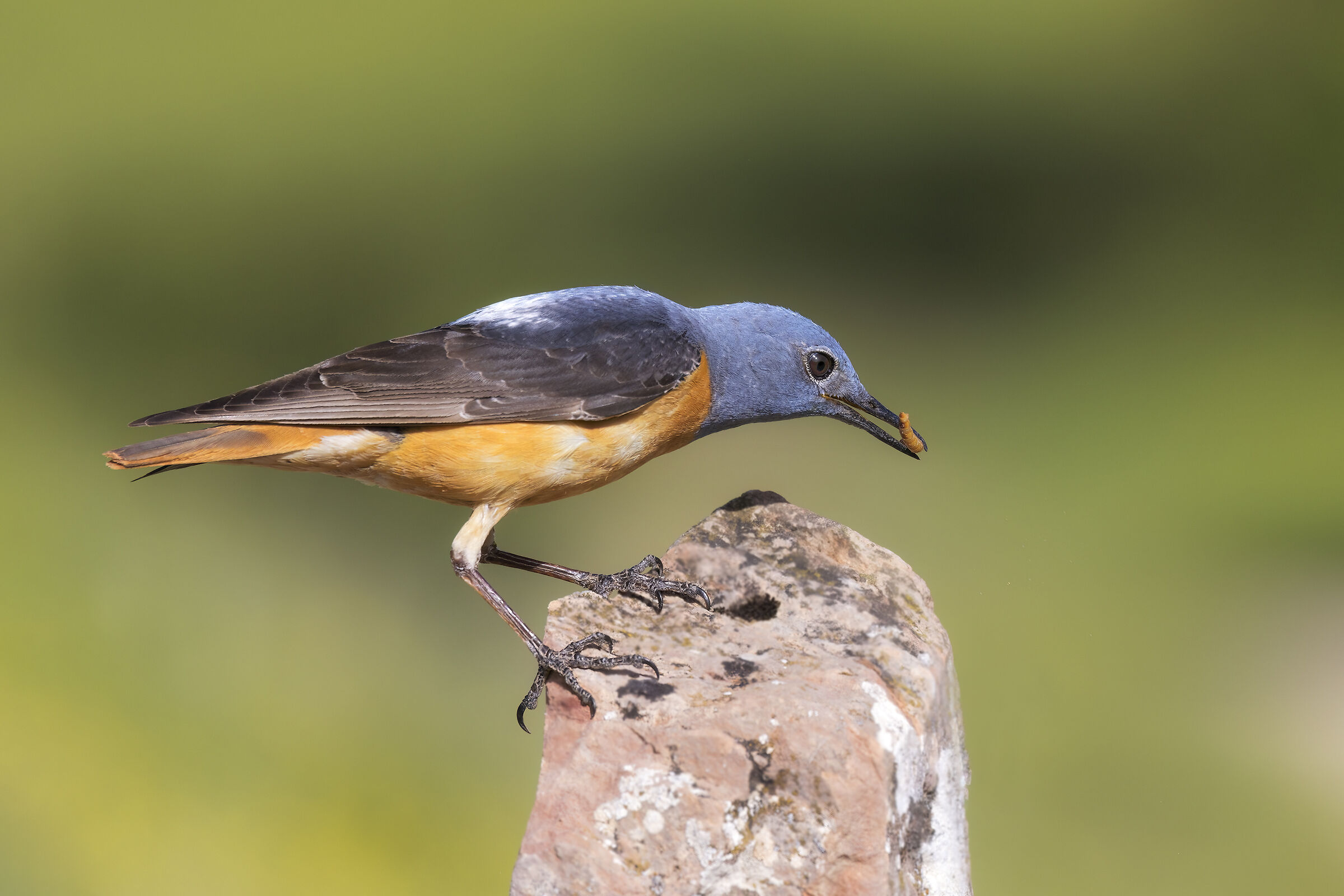 redstart m 1
