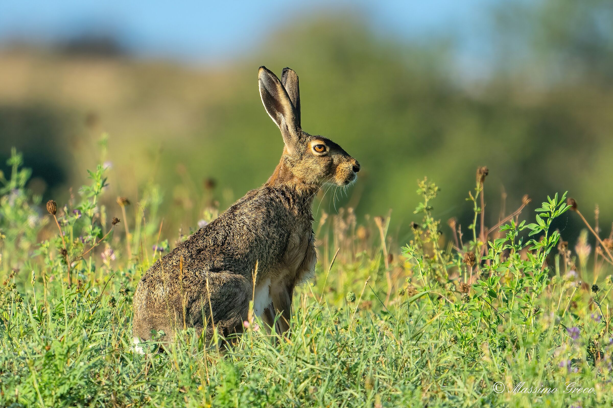 Common hare (Lepus europaeus)