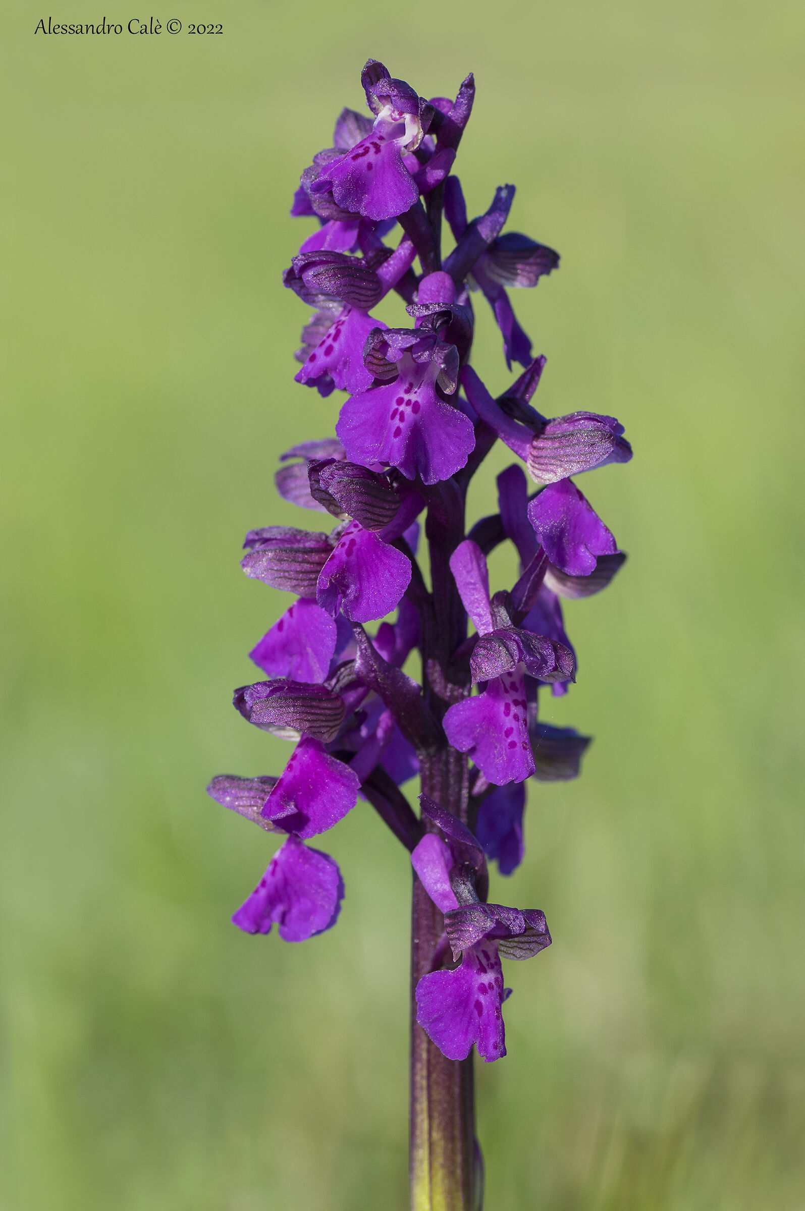 Orchis morio 3573