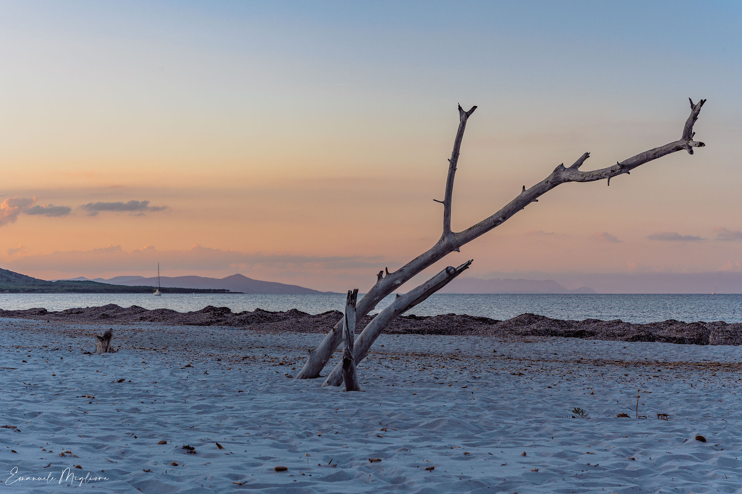 I resti di un vecchio ginepro