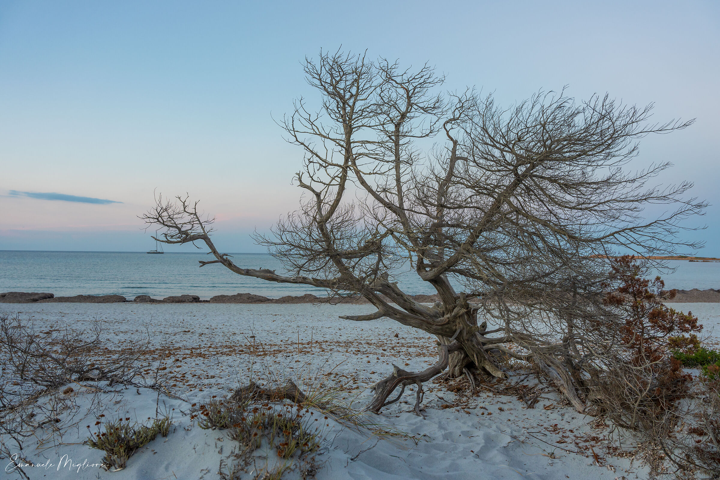 I resti di un vecchio ginepro