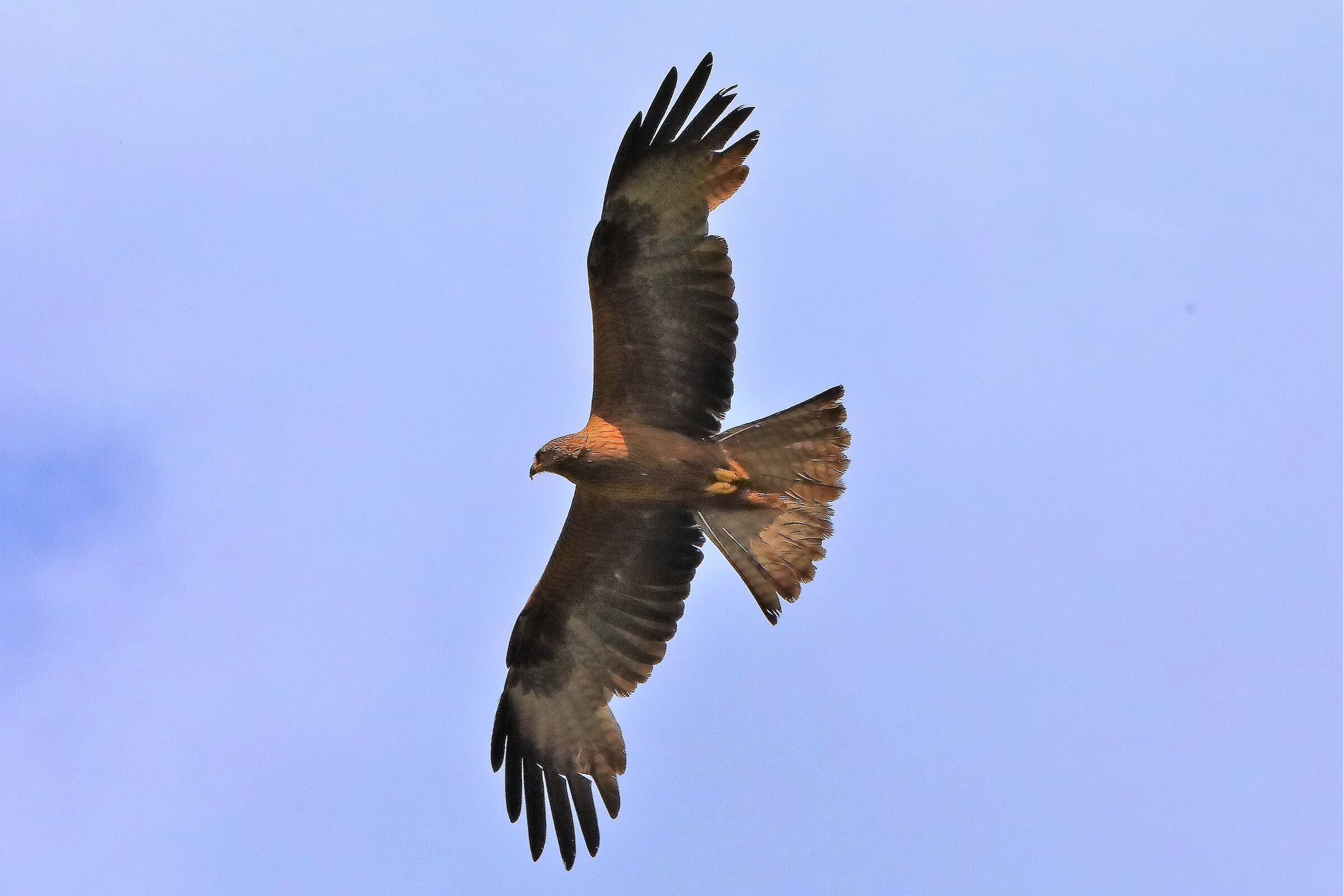 Nibbio bruno 29-06-2022