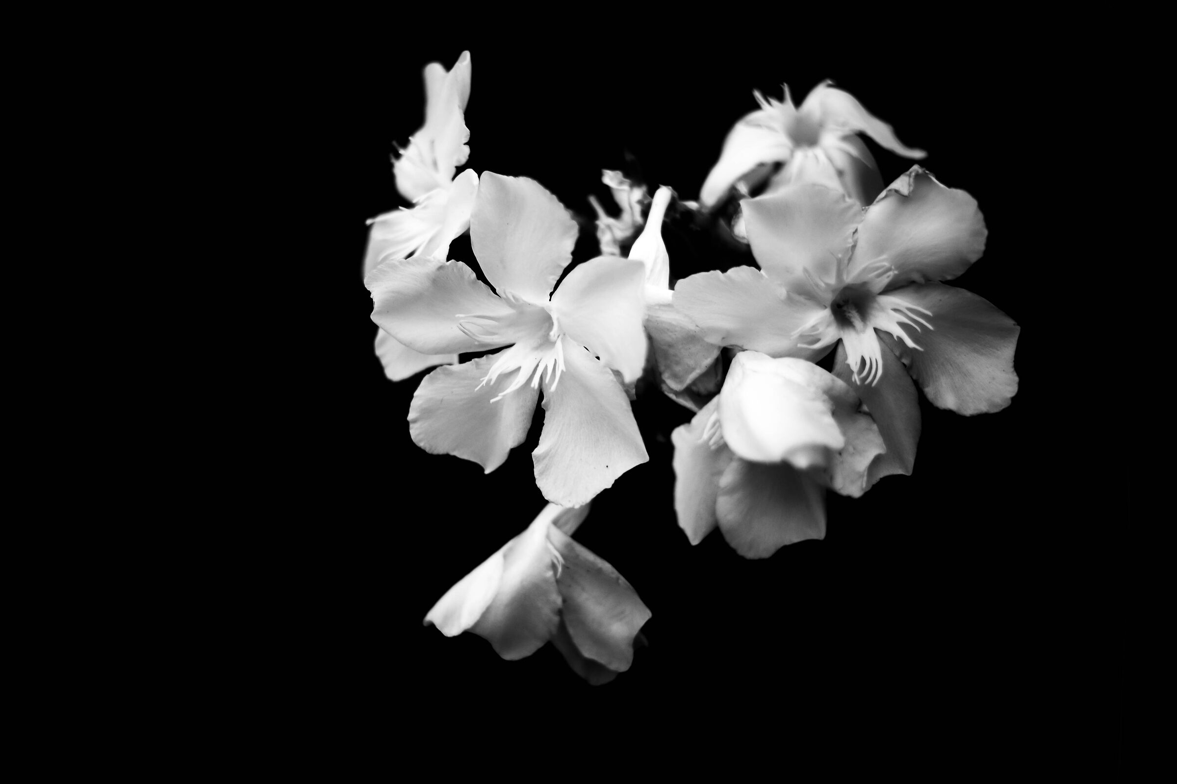Monochromatic flowering