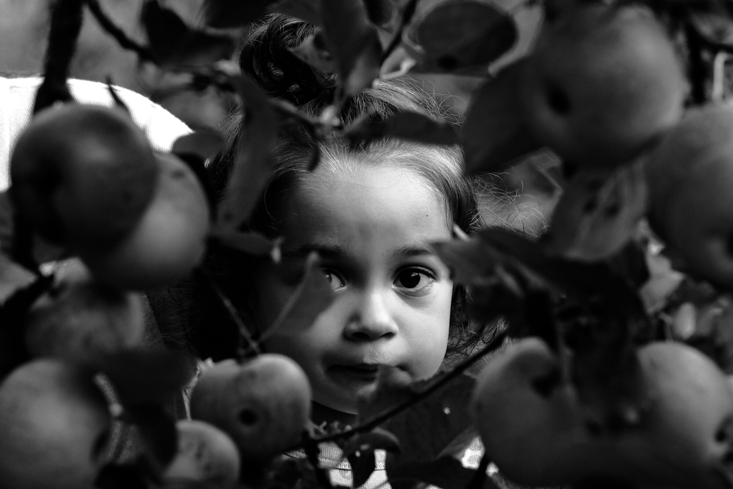 Among the apples