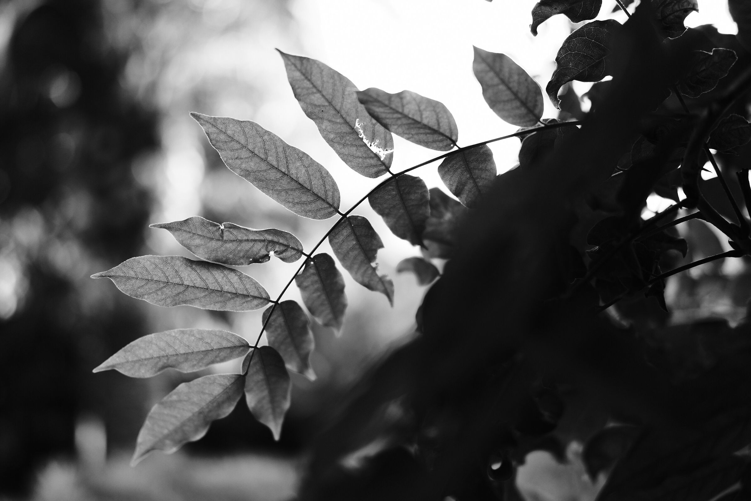 Descending Leaf