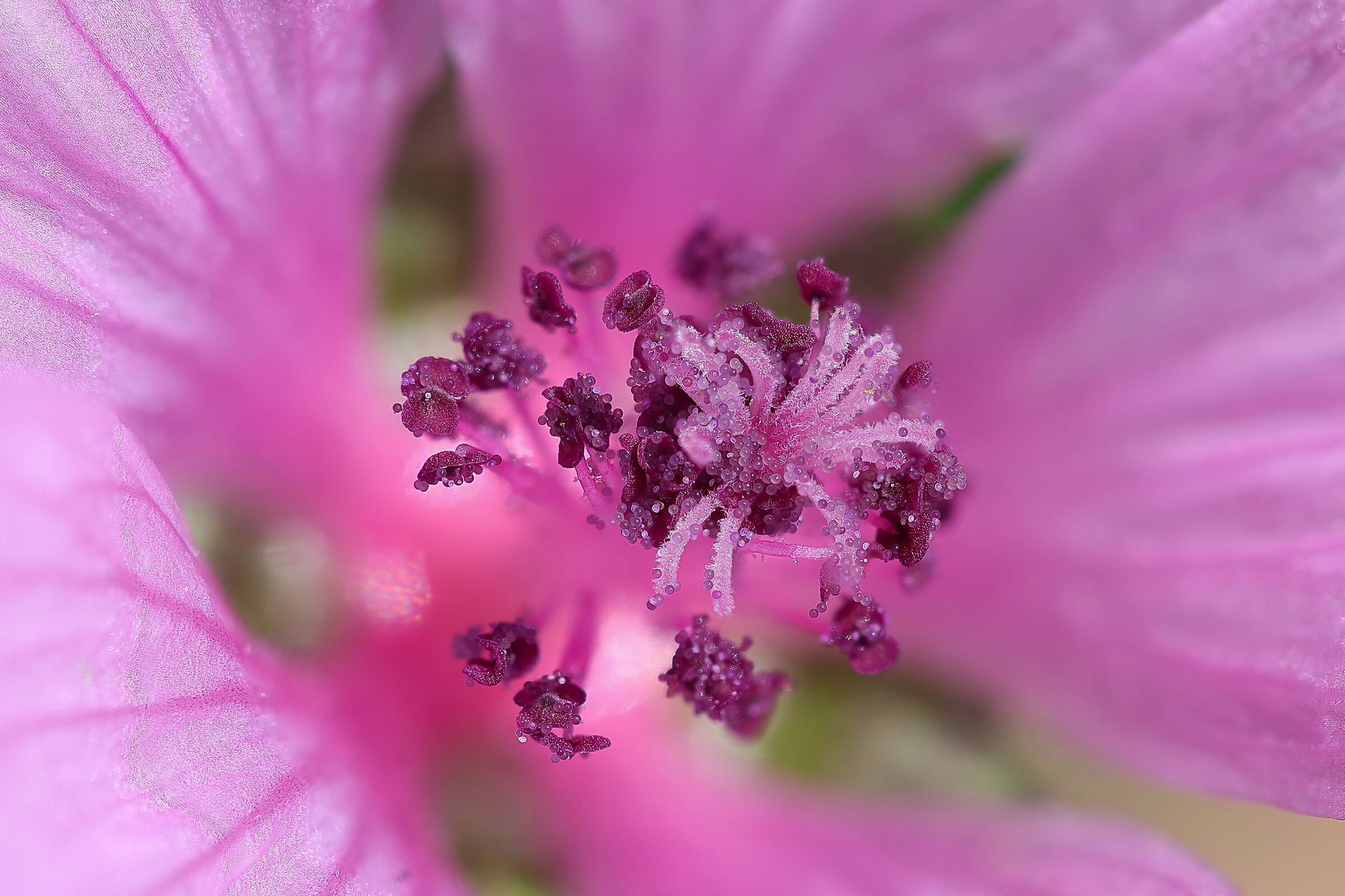 Mallow pollen