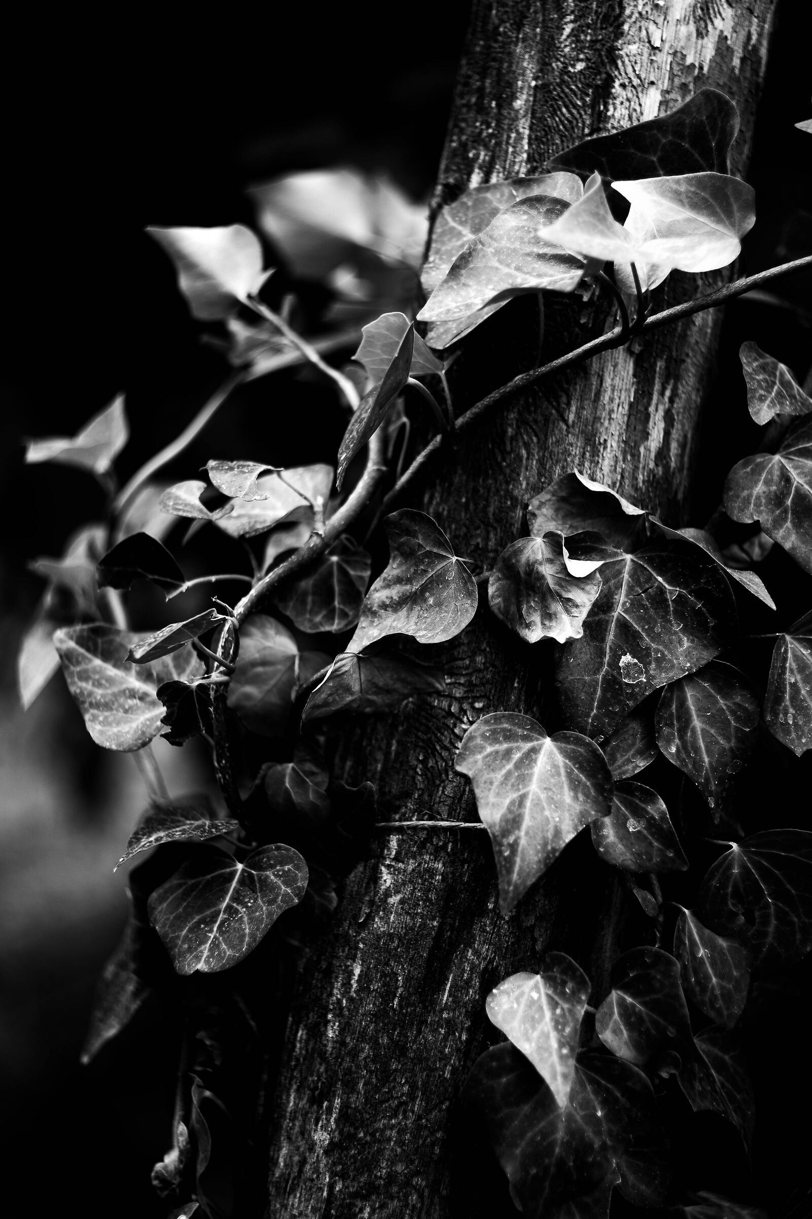 Foliage