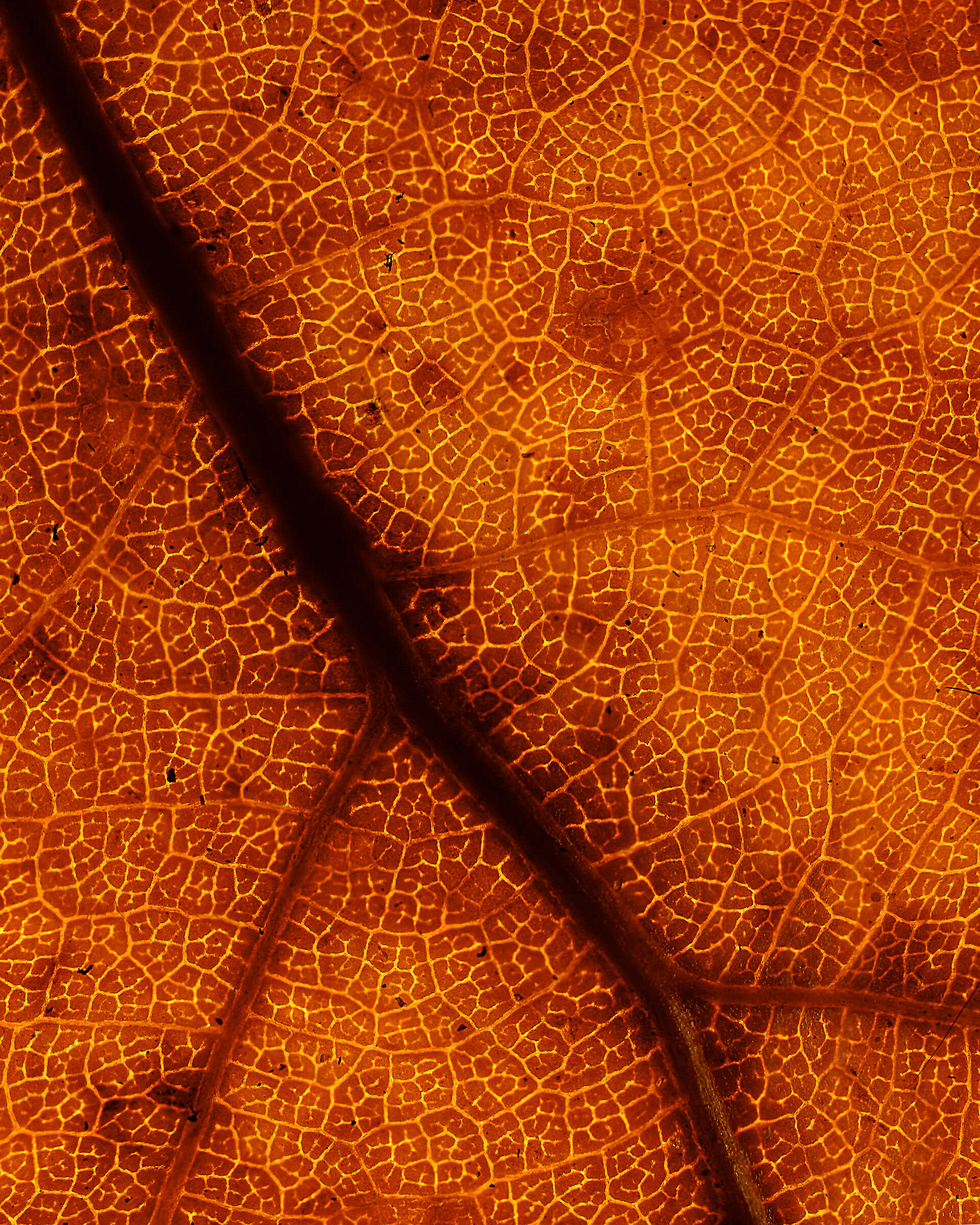 Autumn textures