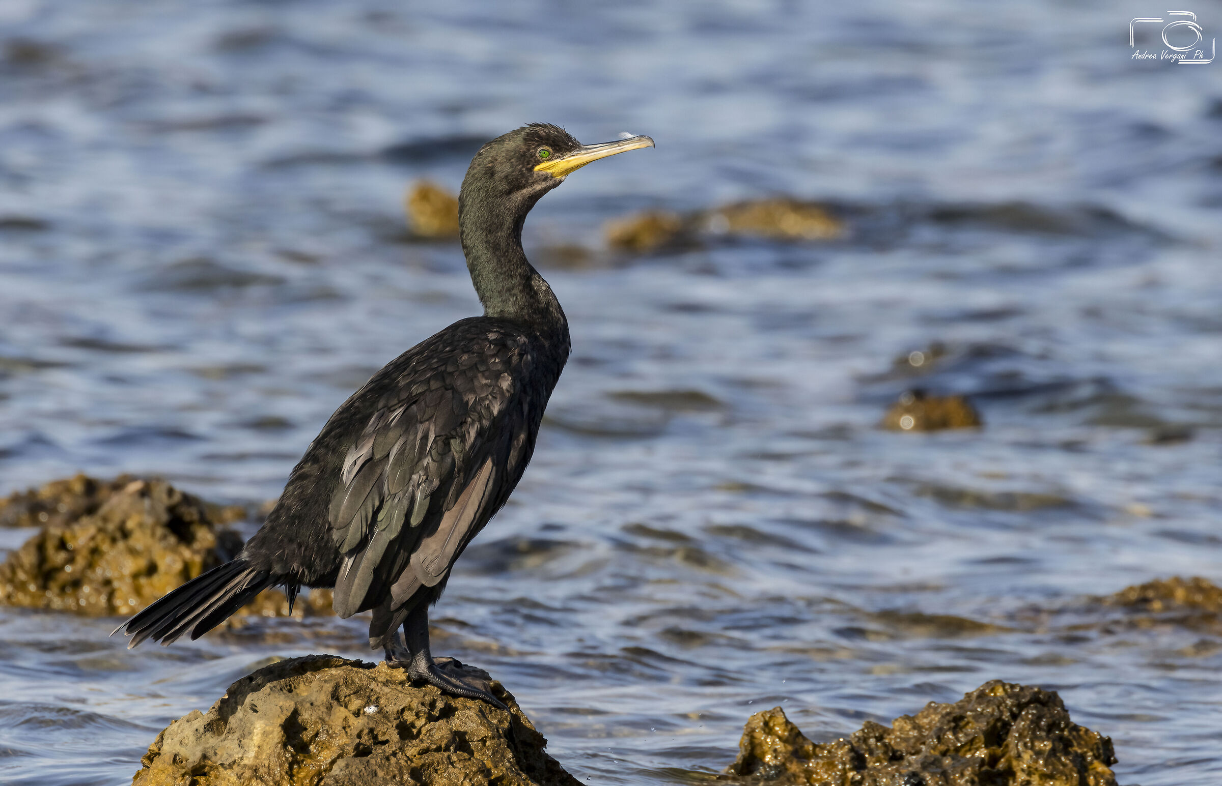 Cormorano rilassato