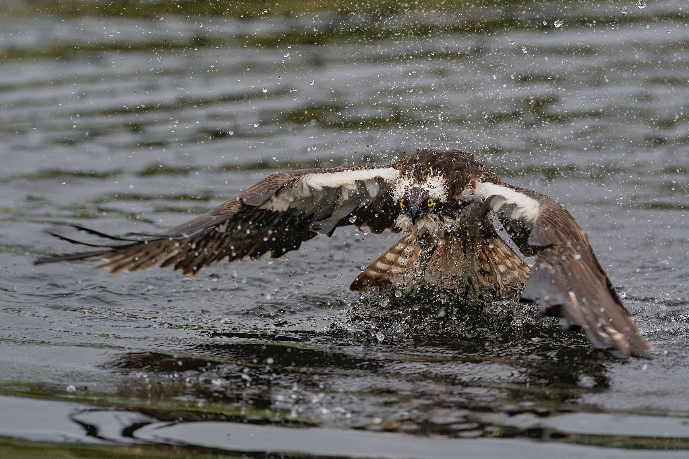 Failed attack of the osprey