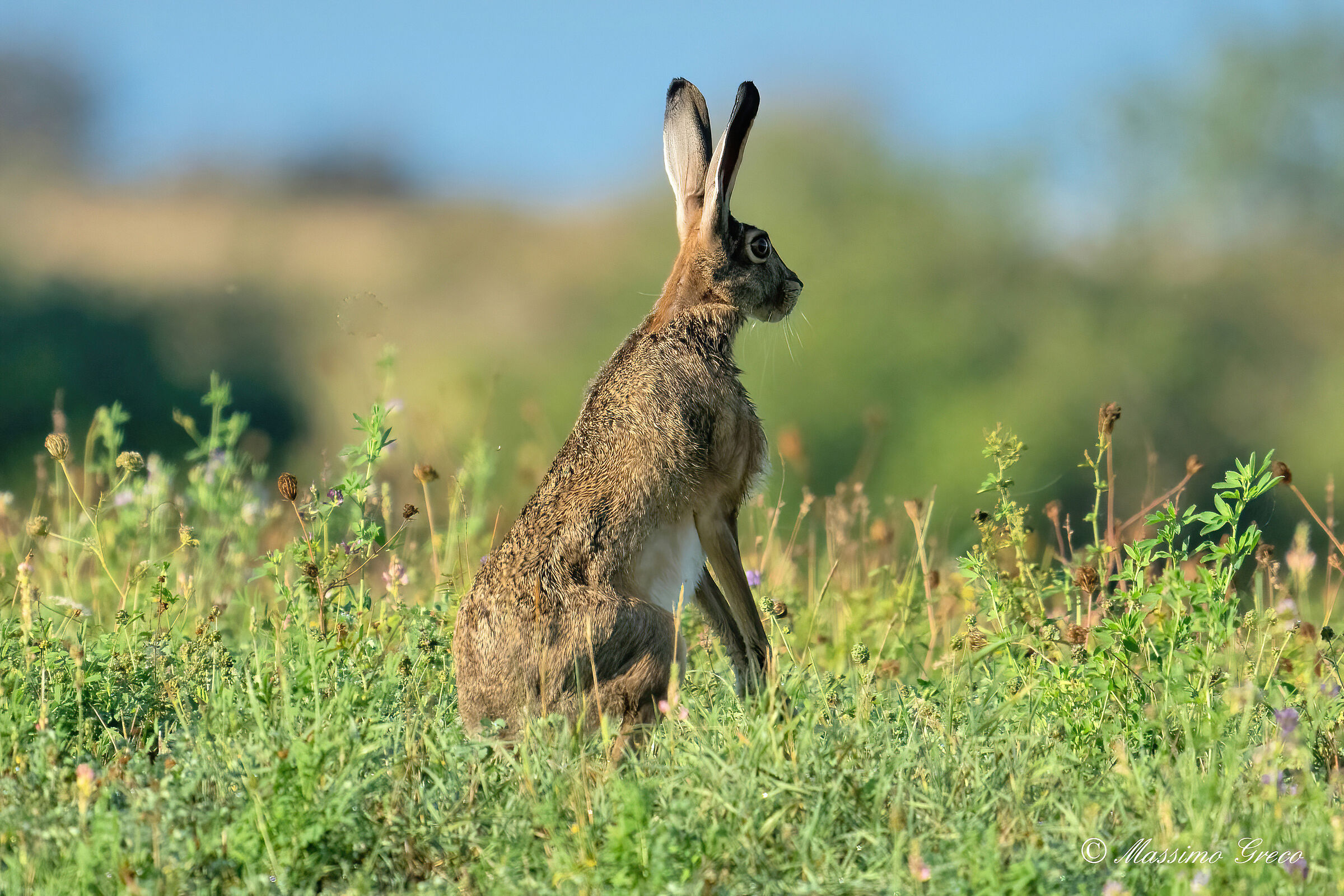 Alert !!!  Common hare