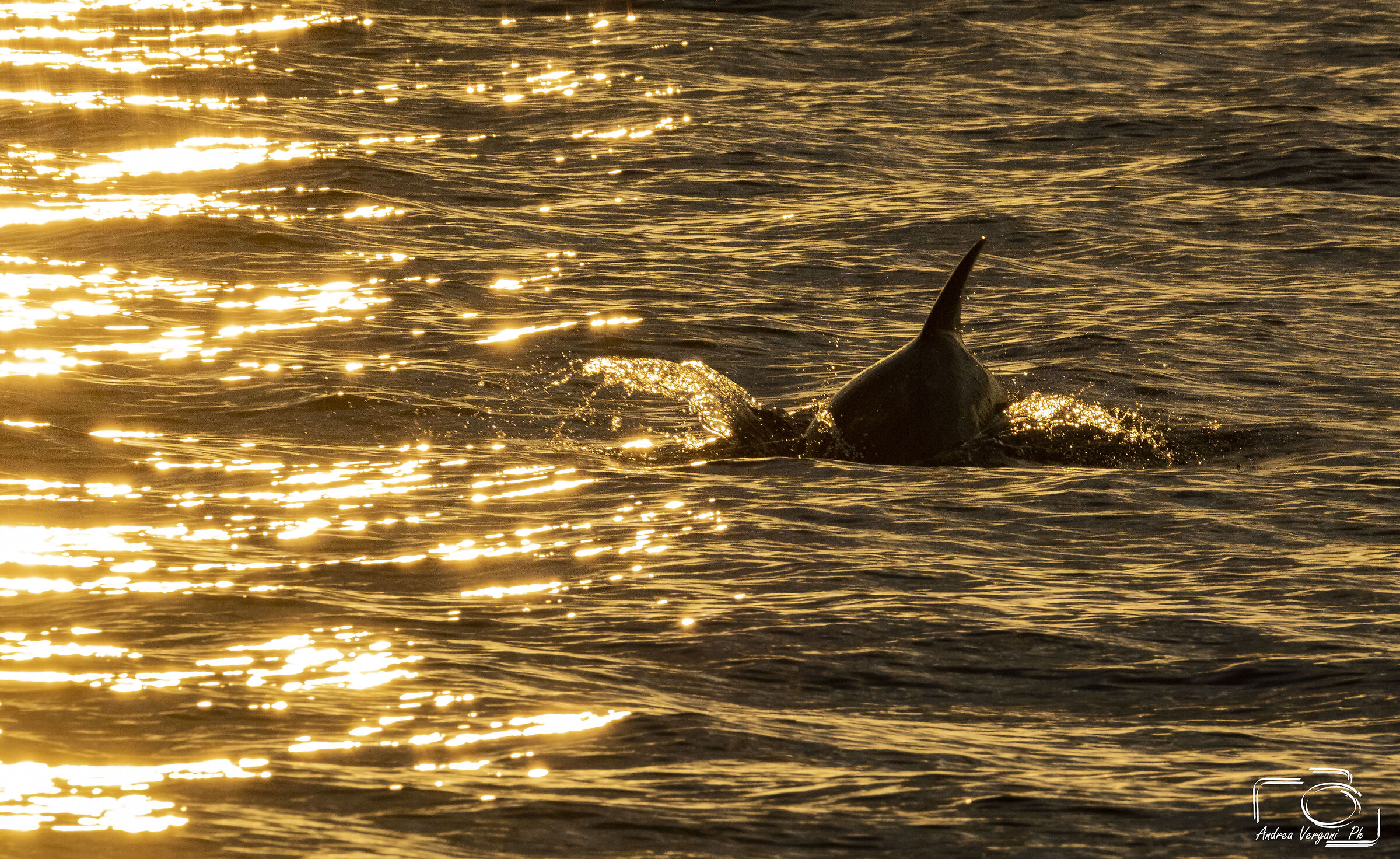 Delfino al tramonto