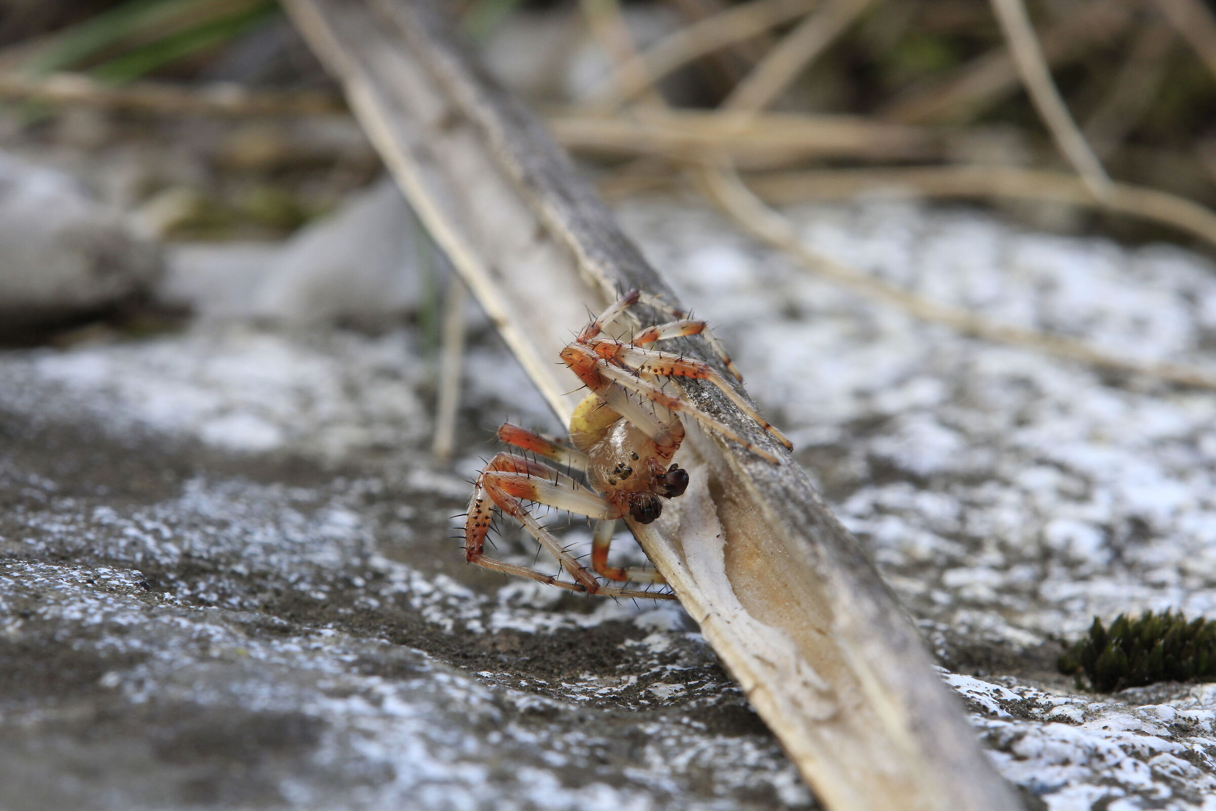 Araneus quadratus