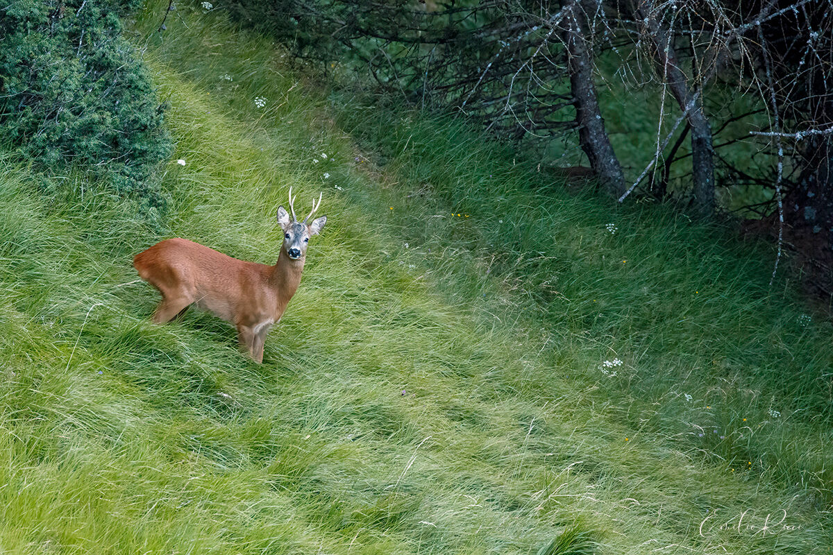 roe deer