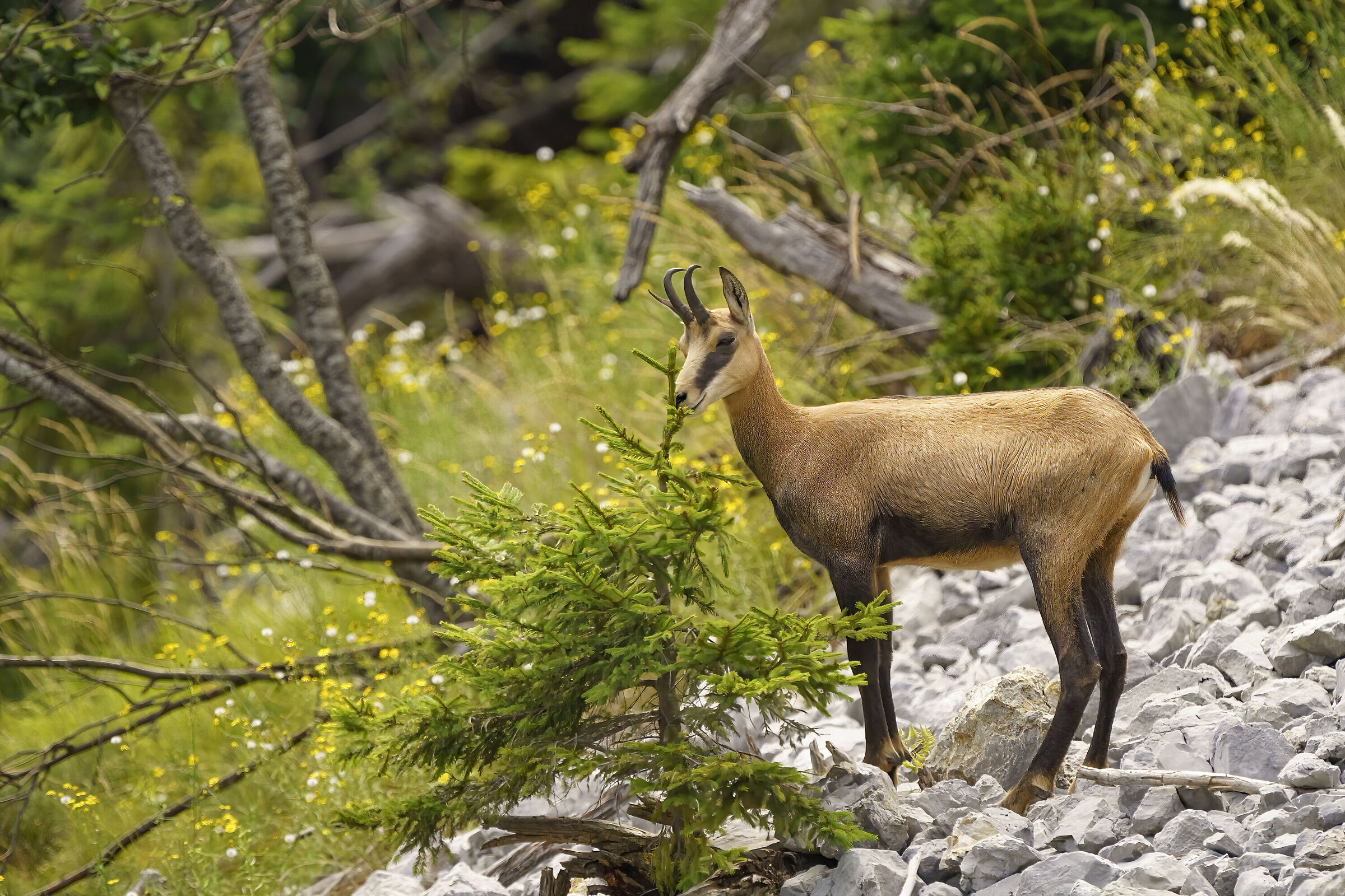 Young chamois