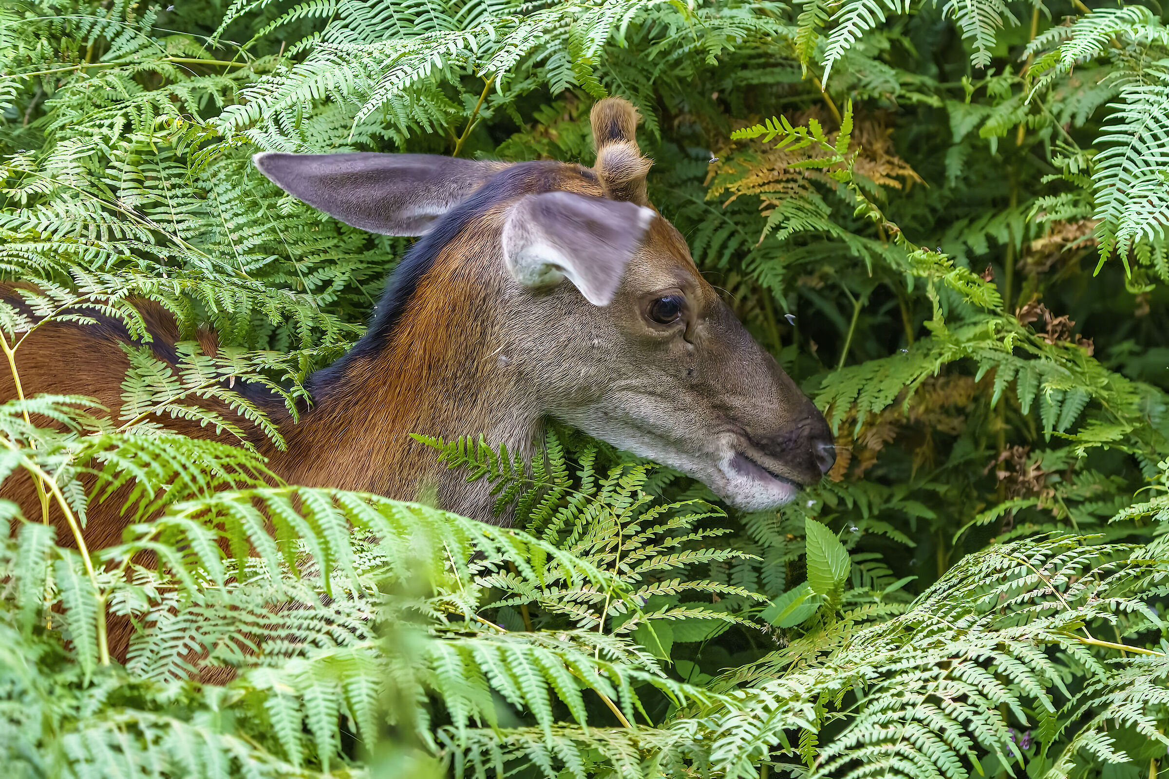 Giovane cervo , ravvicinato a 200 mm