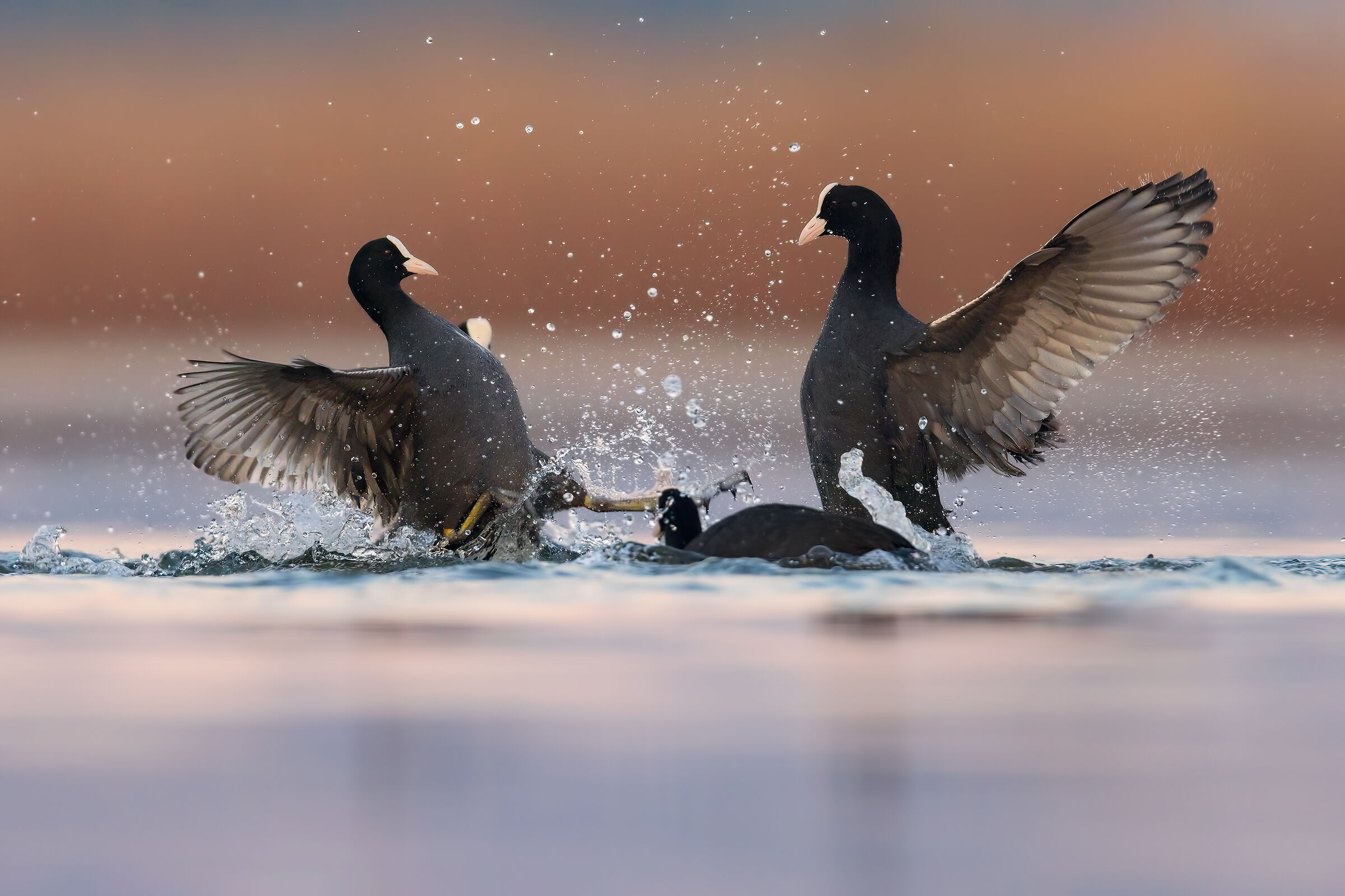 Baruffe Mattutine (Folaghe)