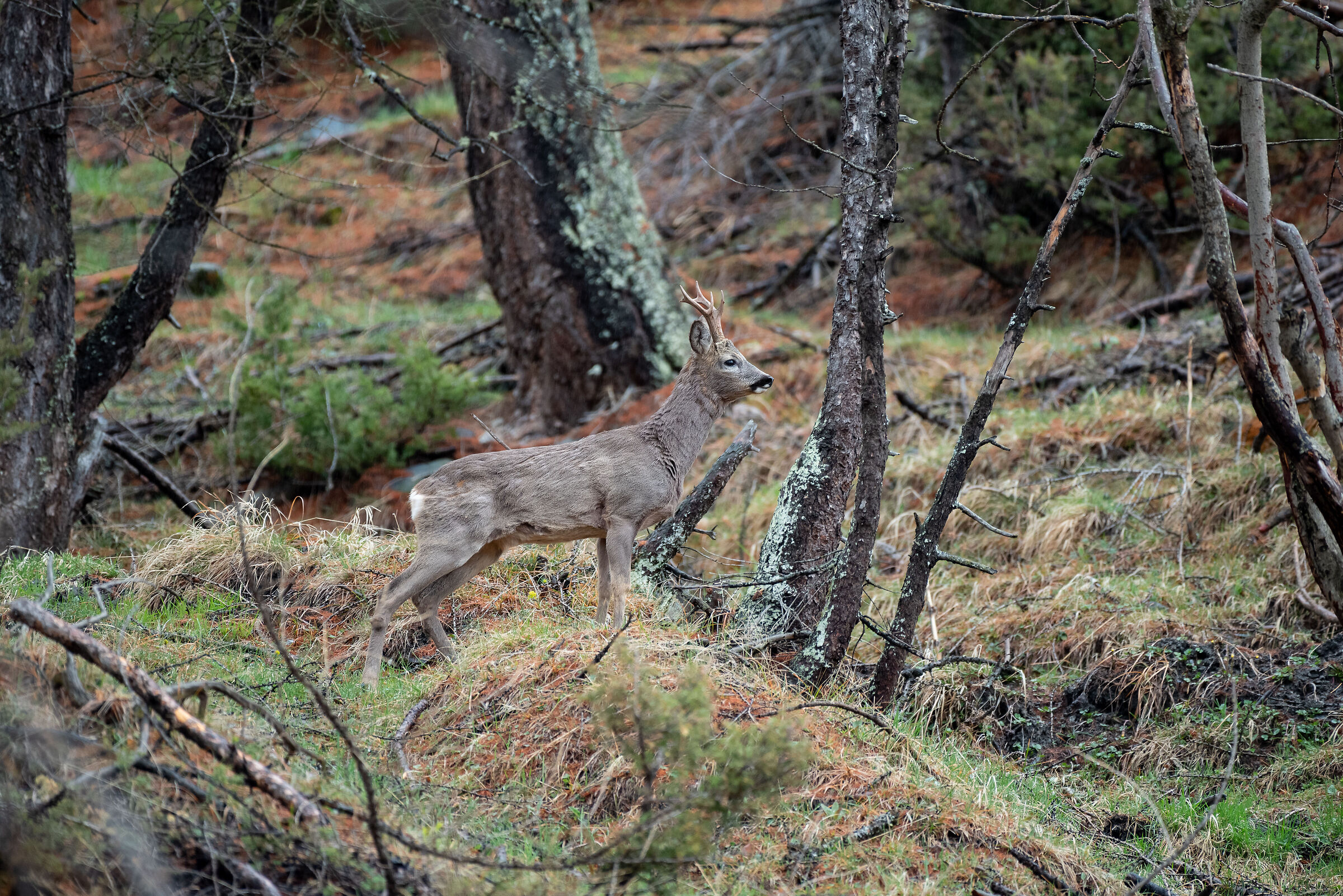 Roe deer in the rain