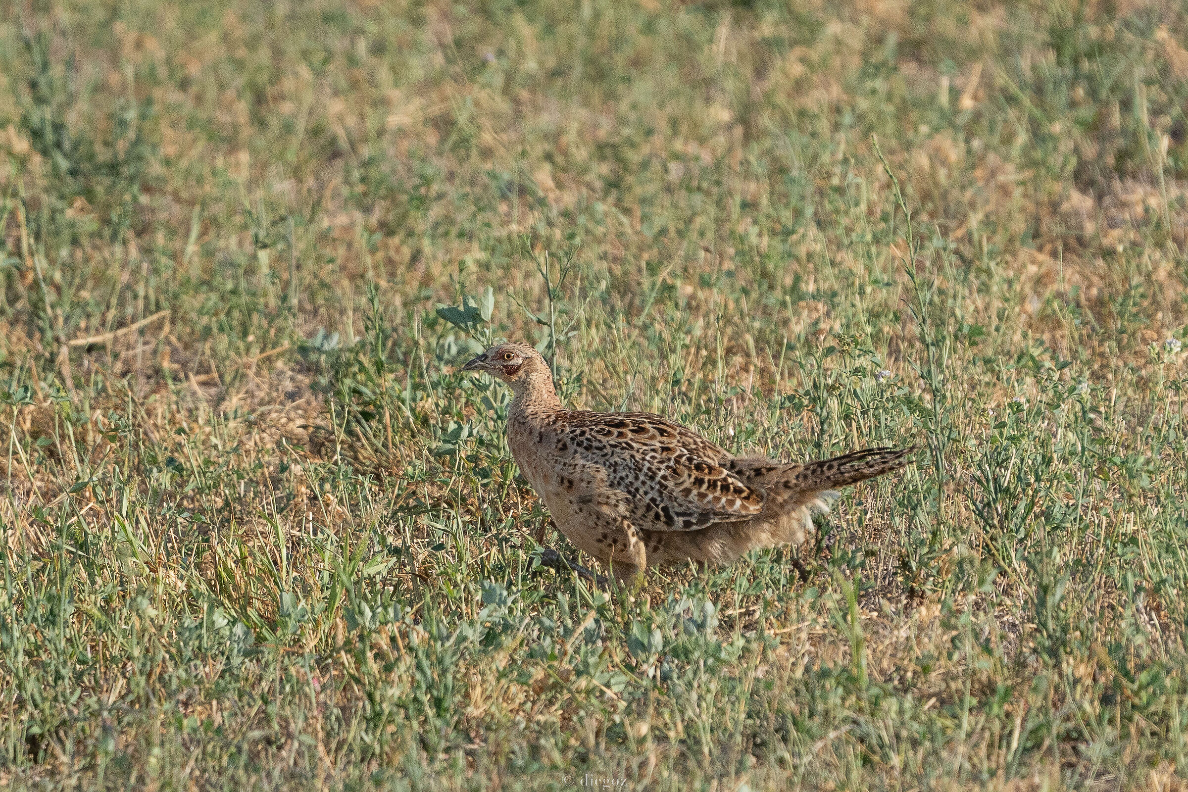 Pheasant