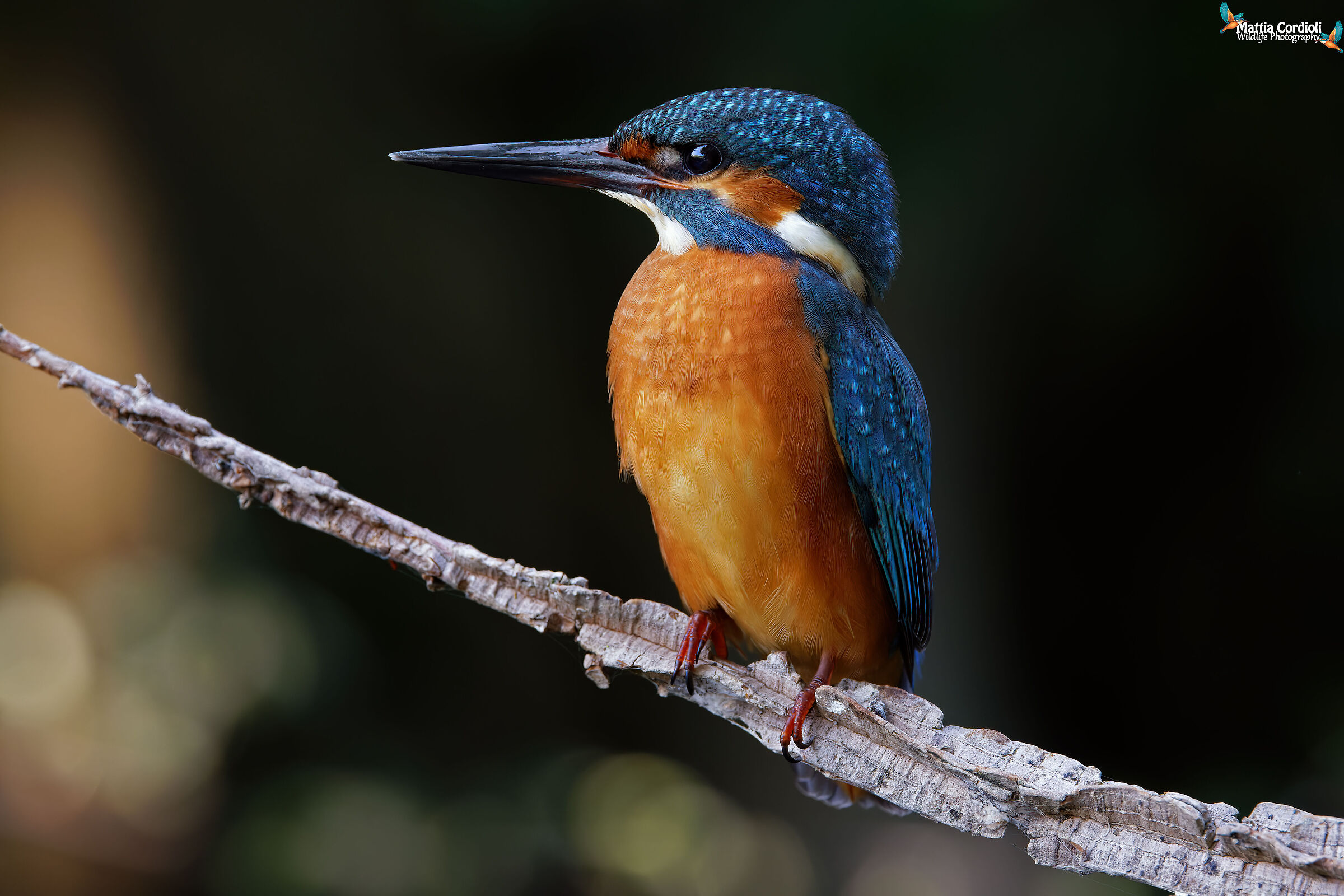 kingfisher