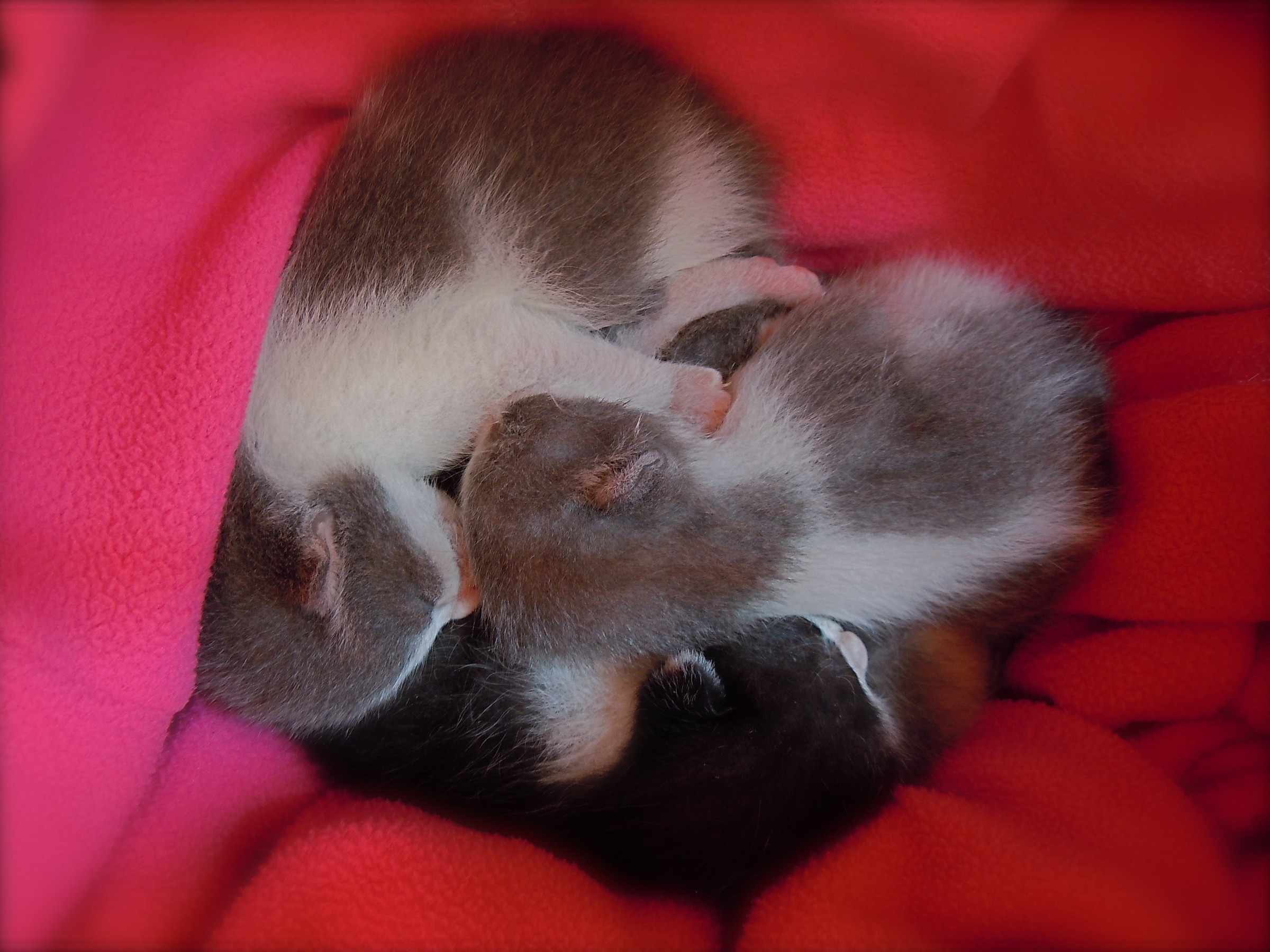 Un tenerissimo cuoricino...