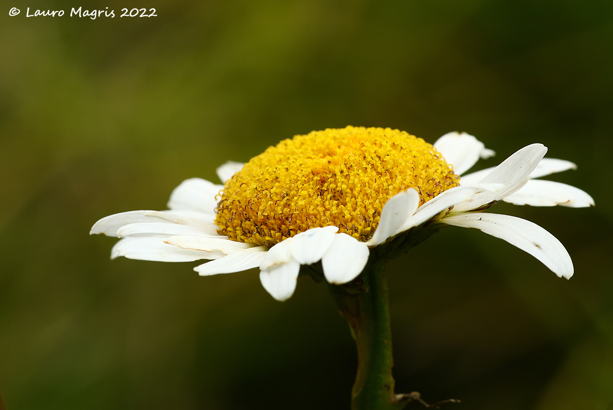 Margherita subalpina