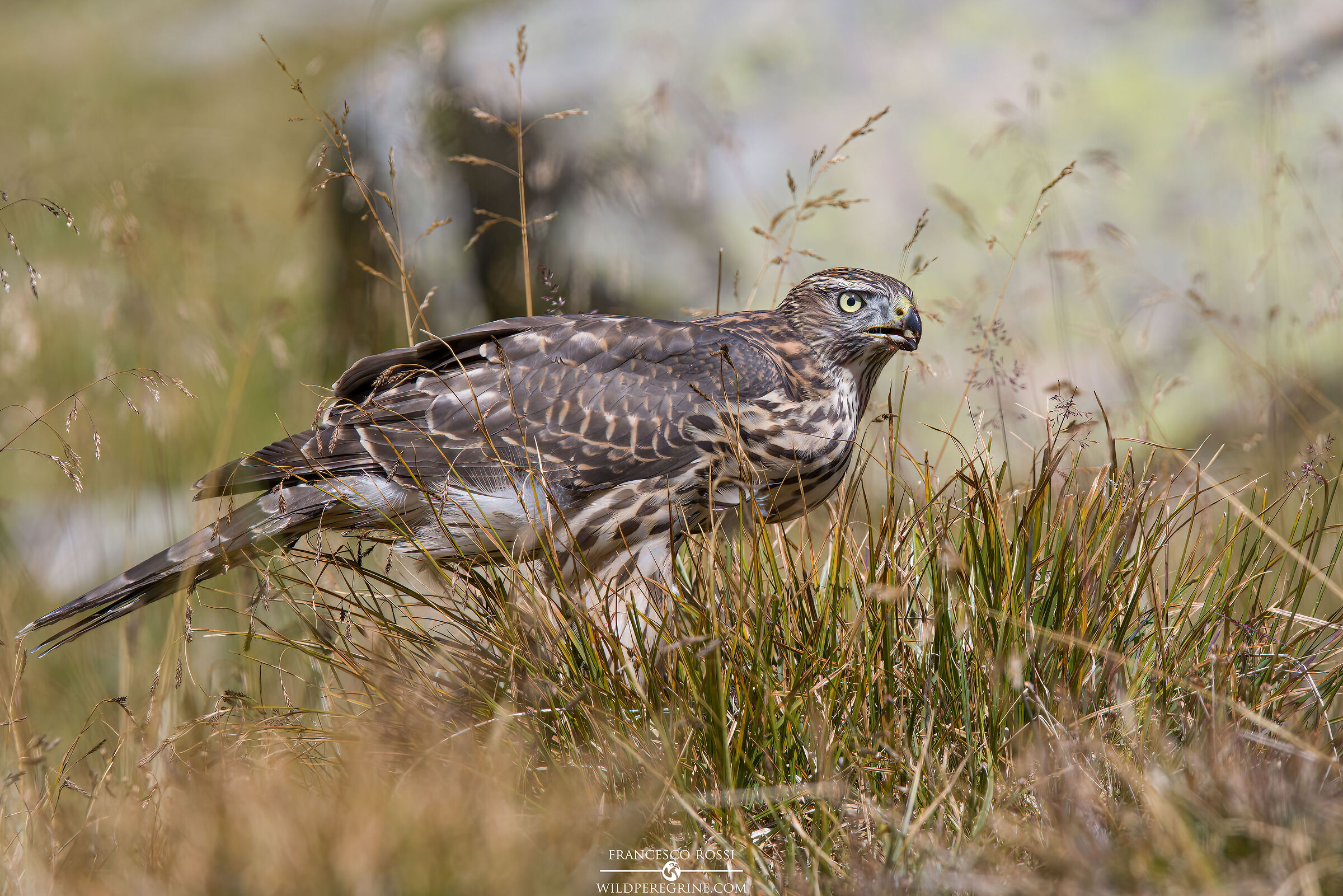 Astore (Accipiter gentilis)