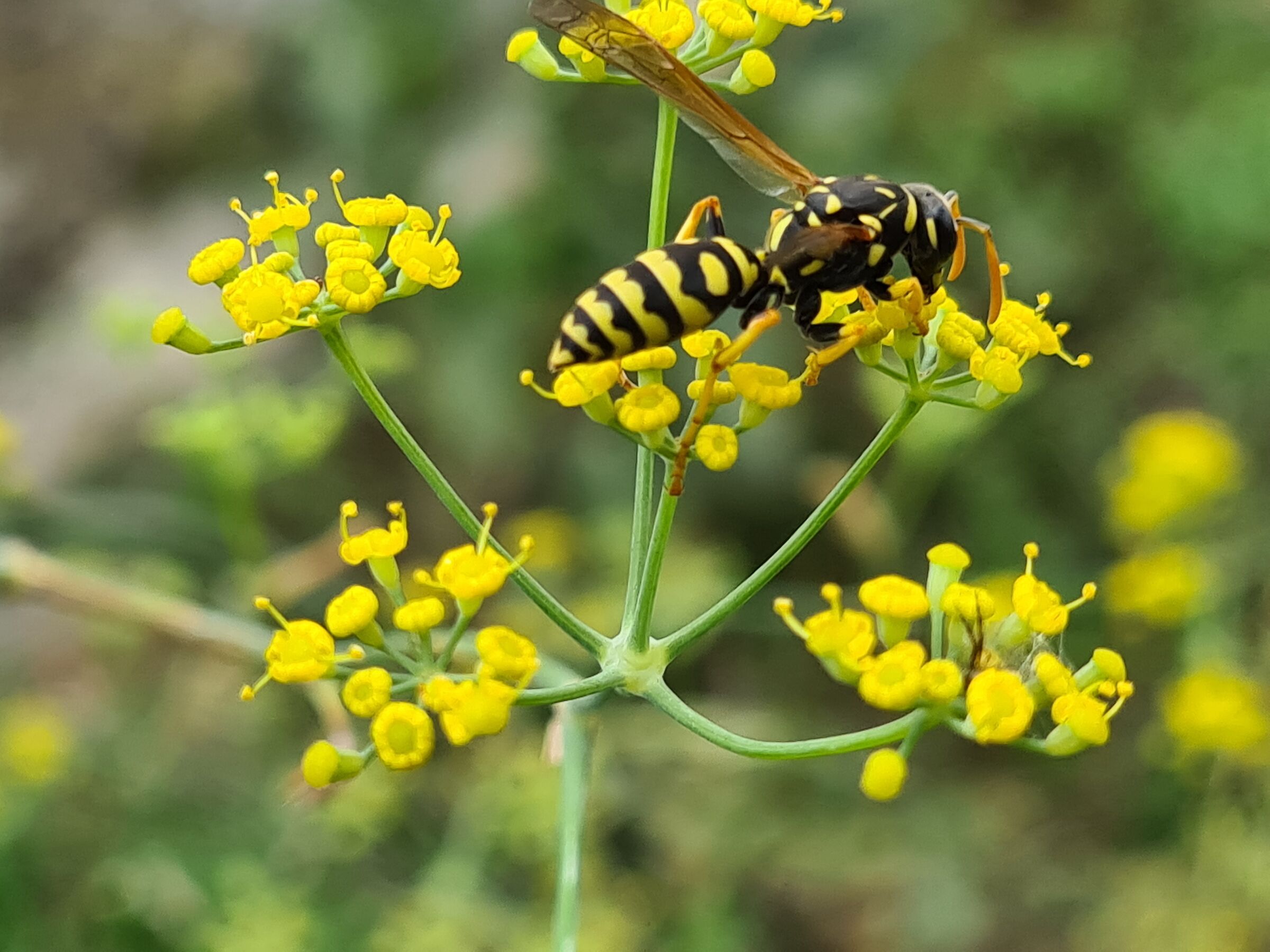 VespaSuFioreFinocchiettoSelvatico?