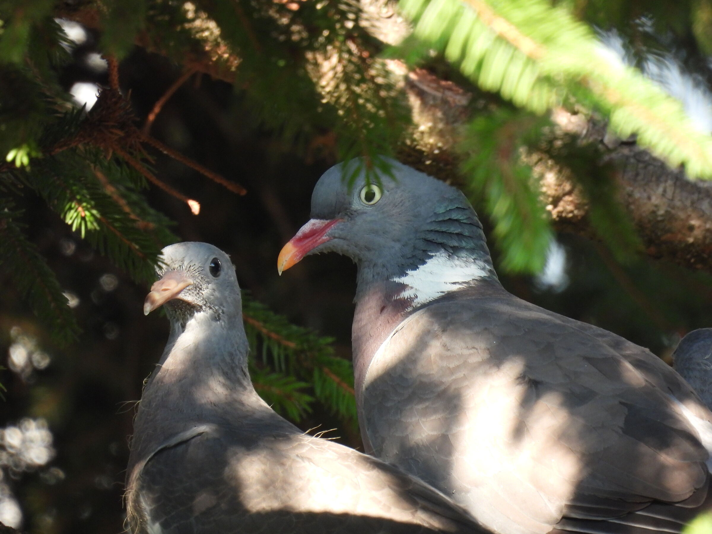 Wood pigeon with pullo