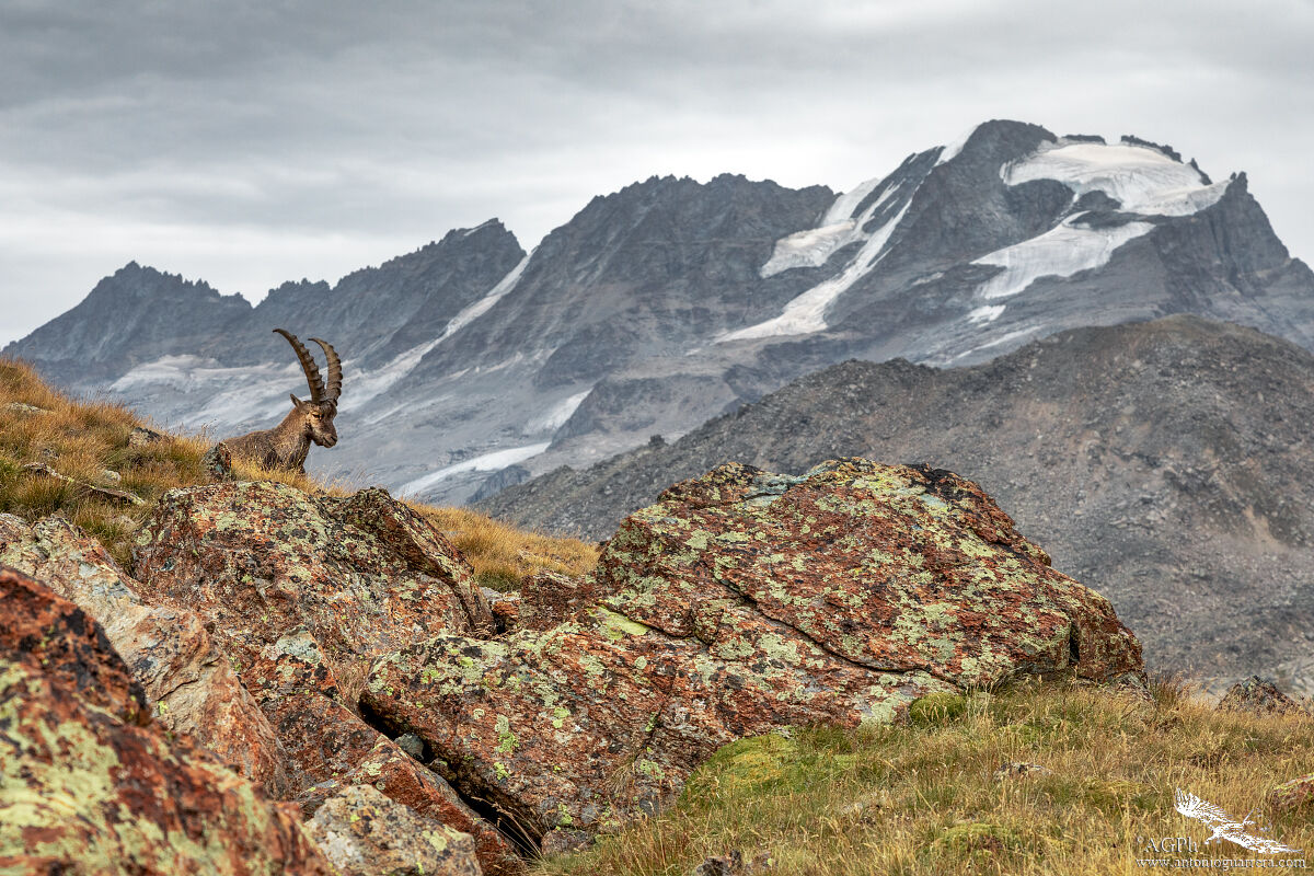 Stambecco ambientato in quel "Paradiso"