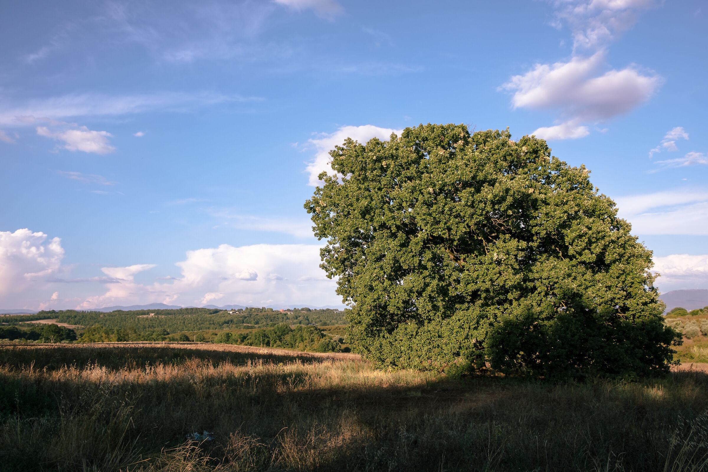 Il solito albero
