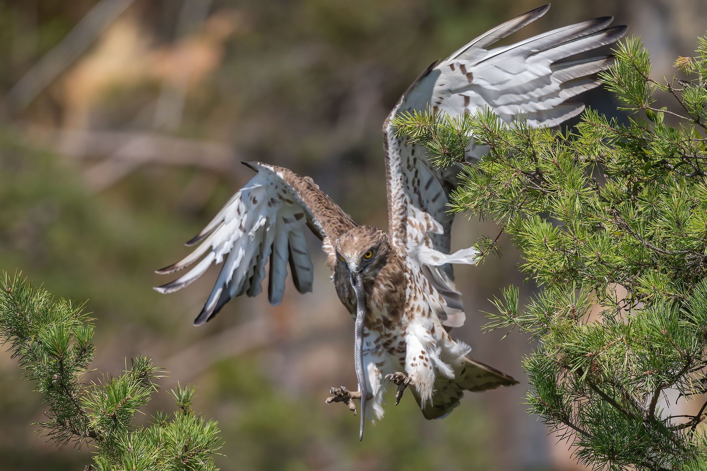 Female with coluber