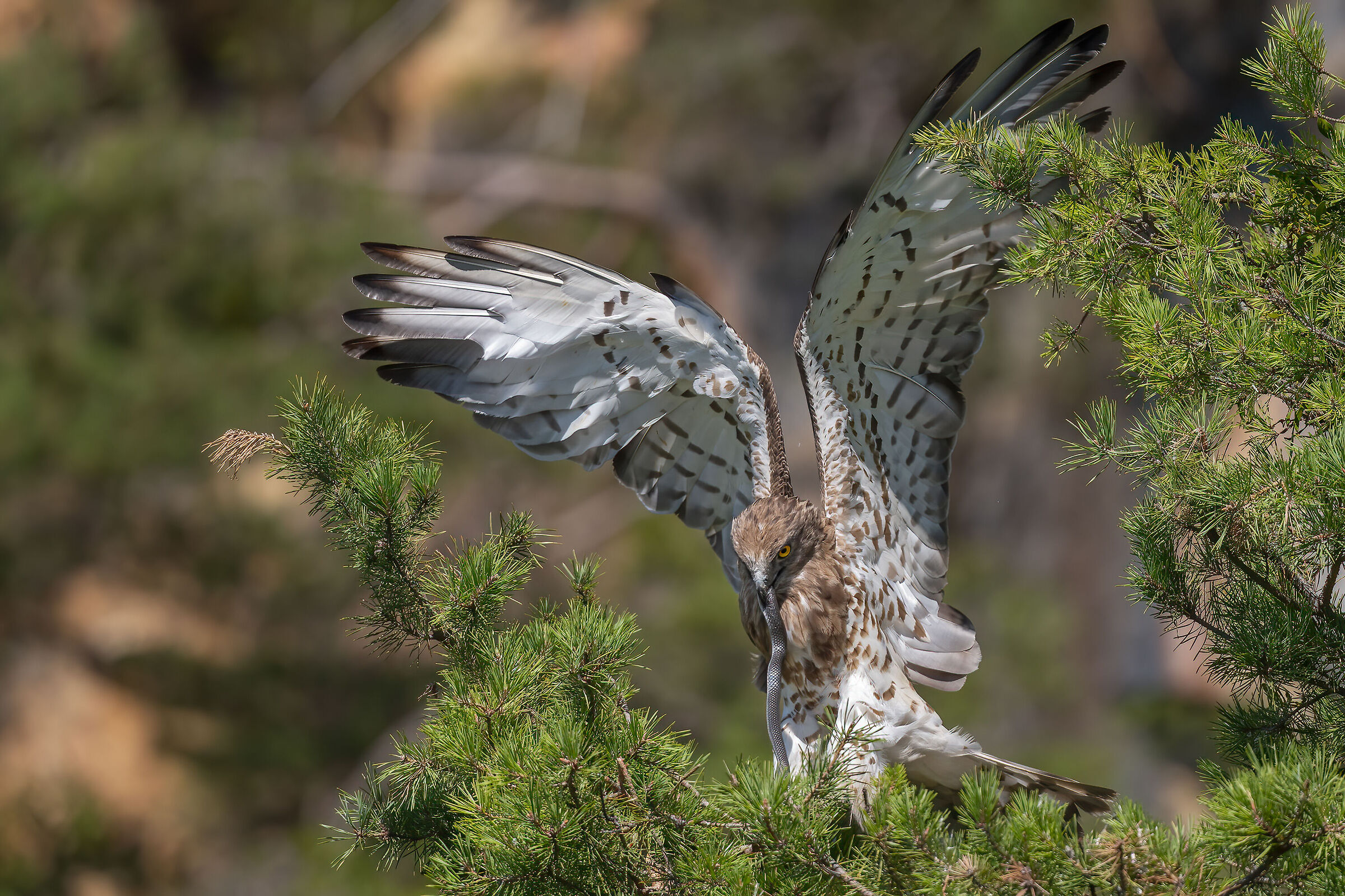 Female with coluber